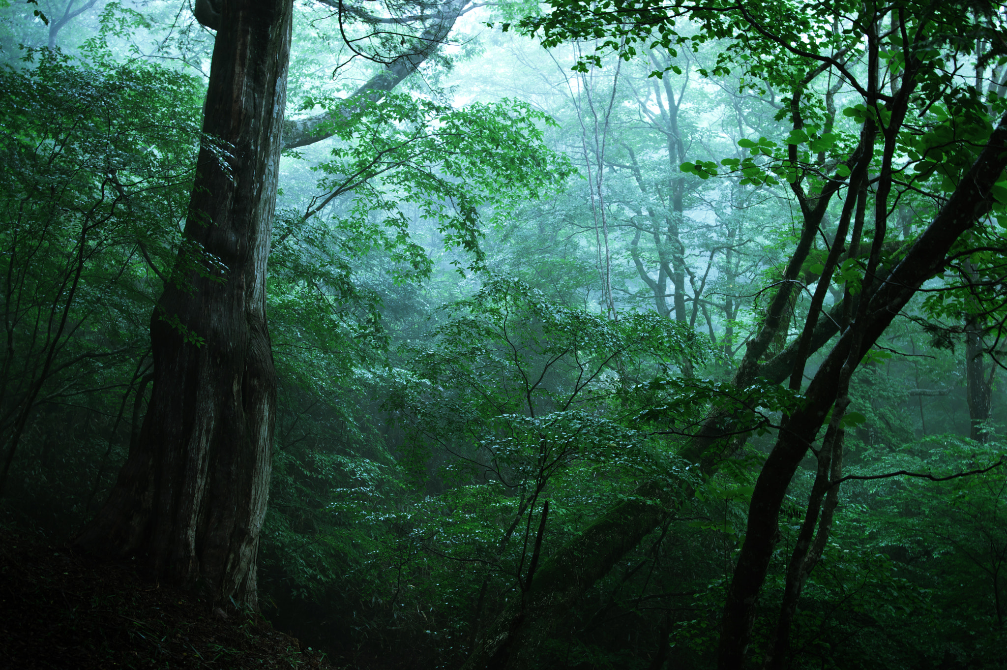 Pentax K-3 sample photo. Kitashitara district / aichi prefecture / japan photography