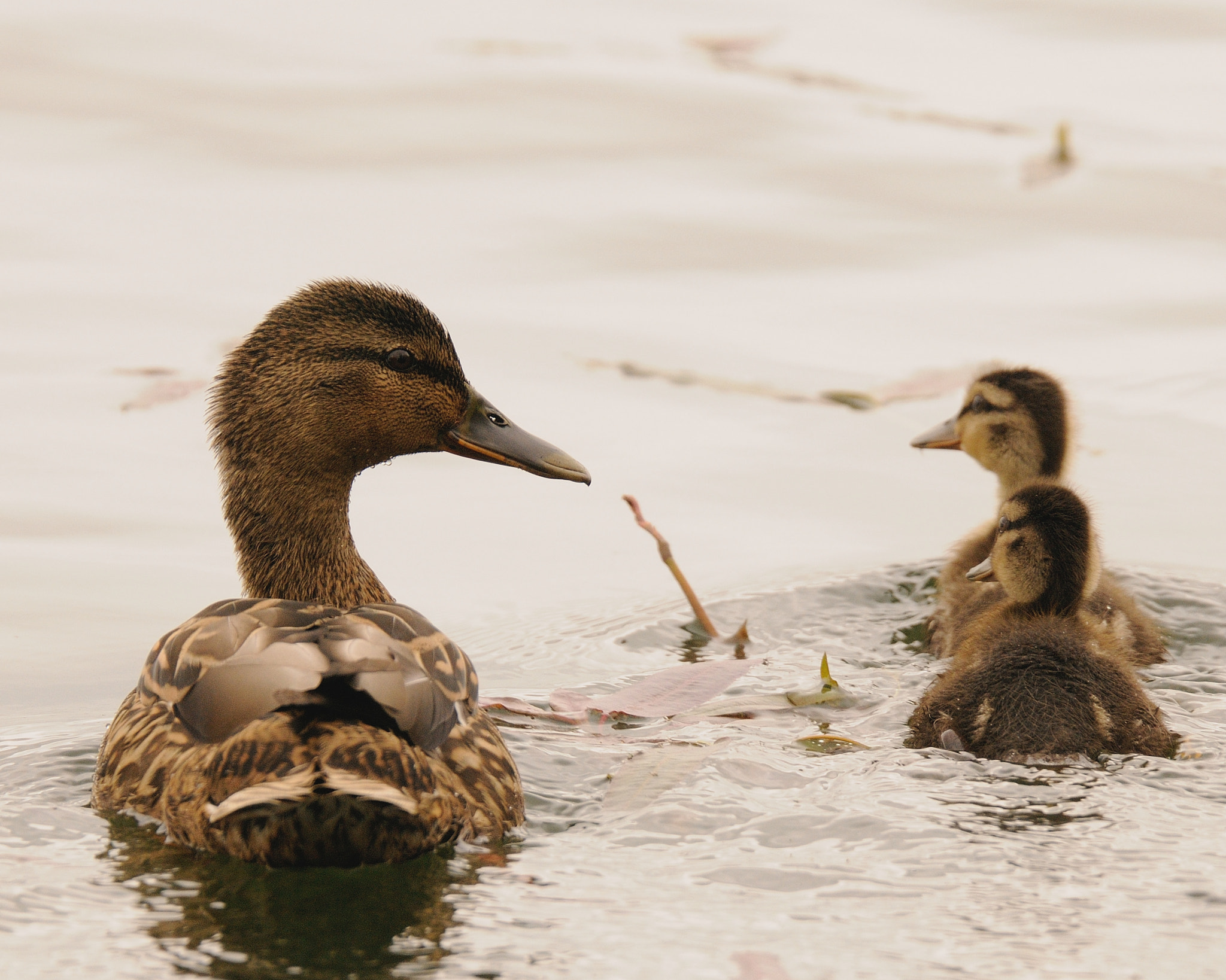 Nikon D300 sample photo. Mallard and ducklings photography