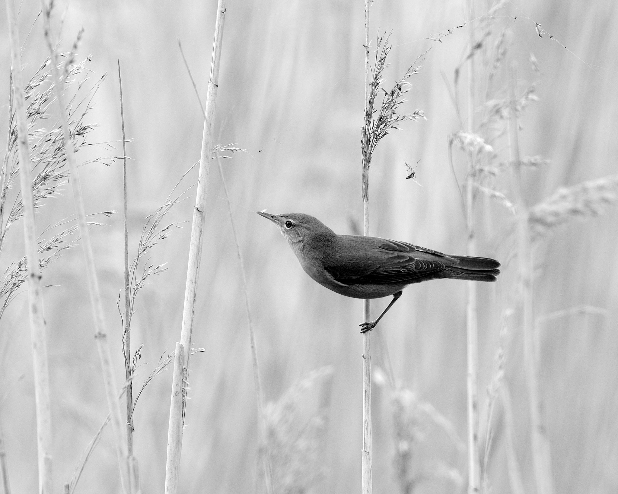 Nikon D300 sample photo. Reed warbler photography