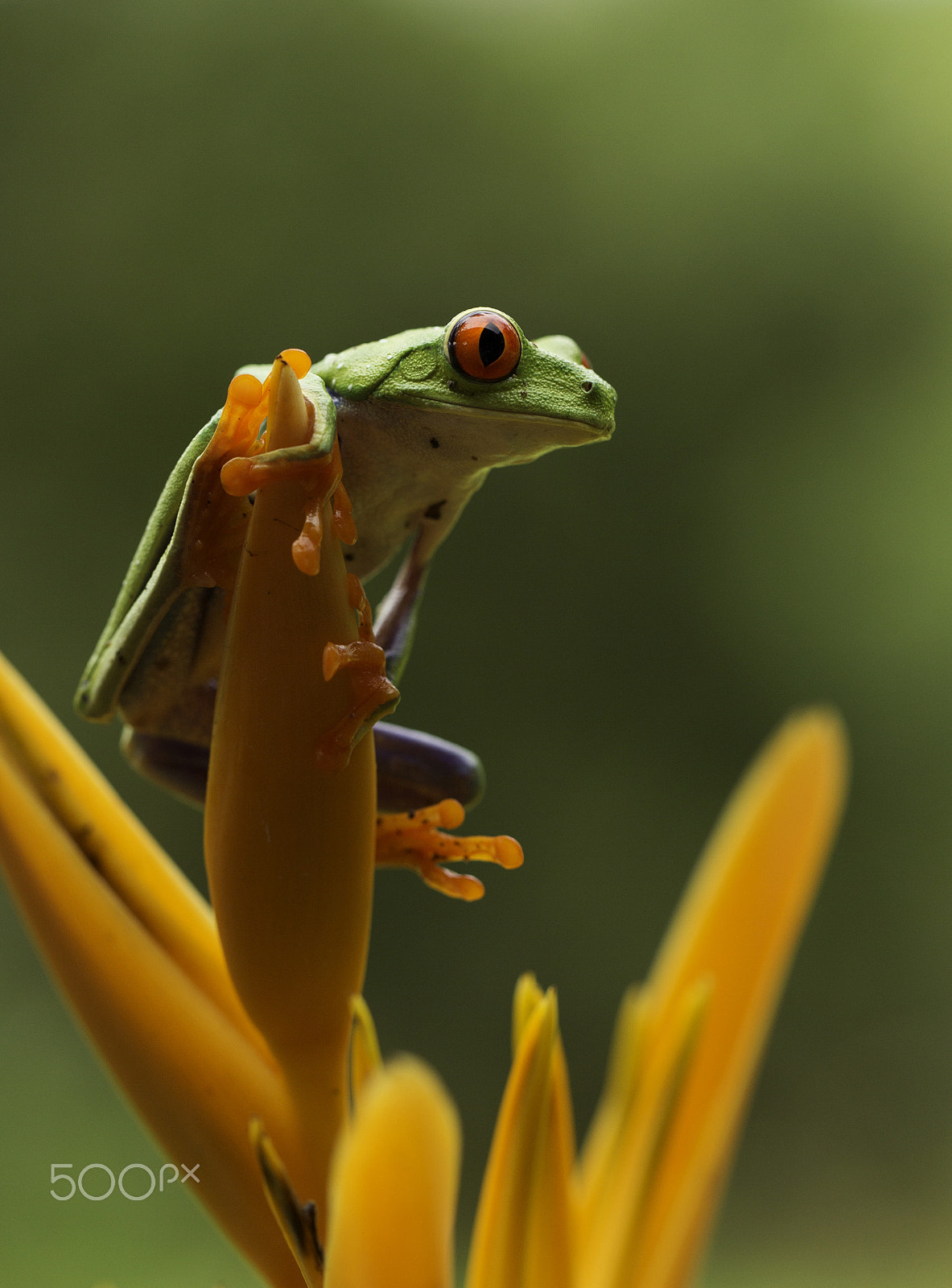 Canon EOS-1D Mark IV + Canon EF 100mm F2.8L Macro IS USM sample photo. Red eyed tree frog, costa rica photography