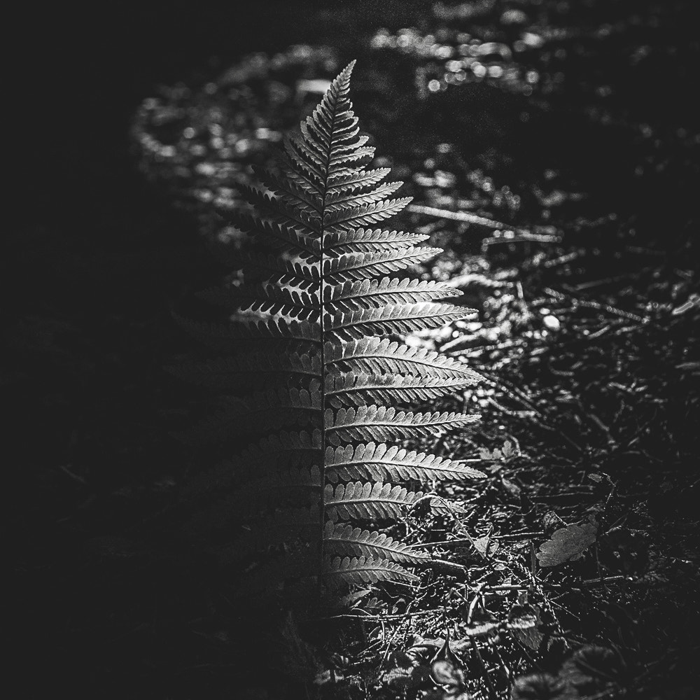 Sigma 30mm F1.4 EX DC HSM sample photo. Dark photography