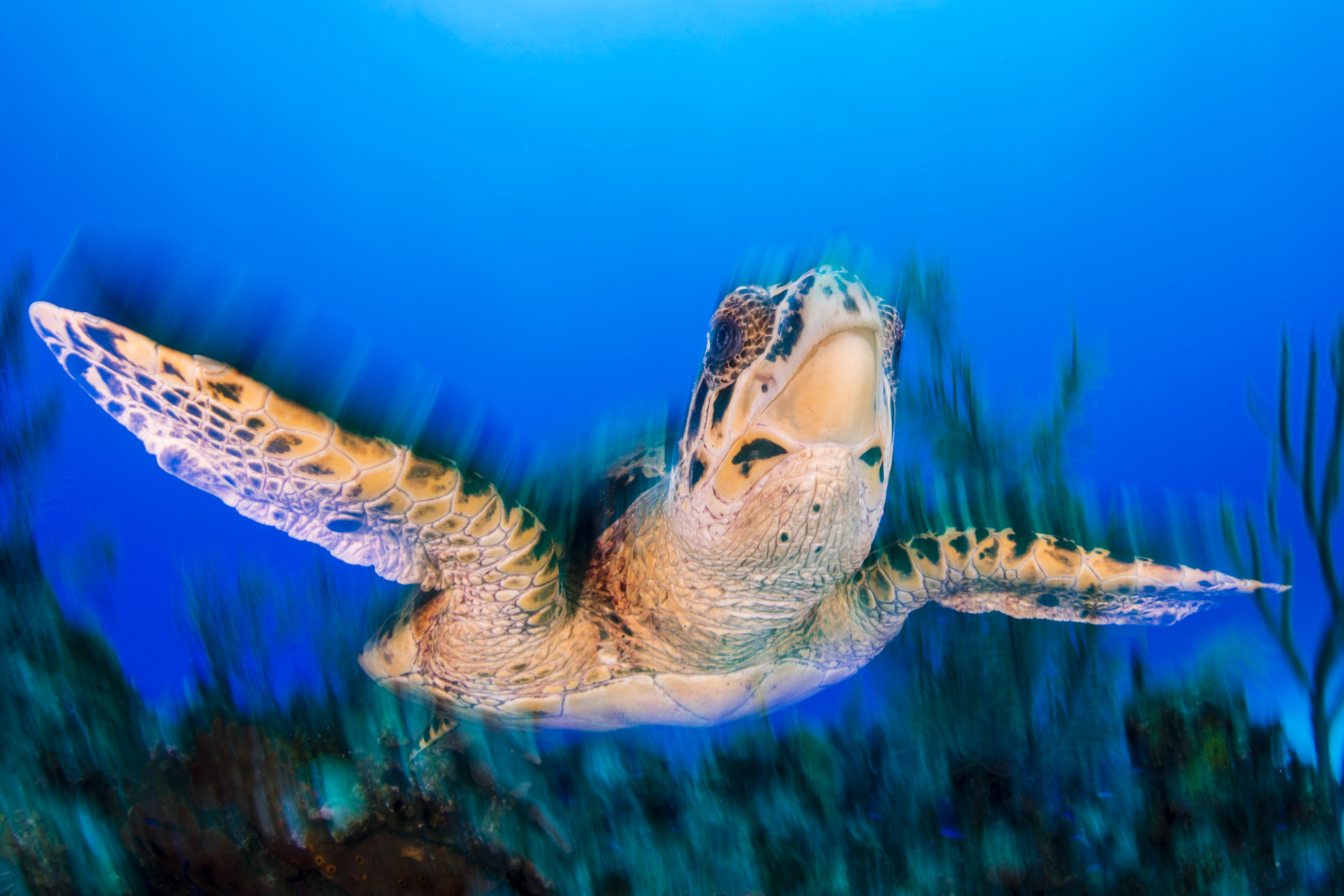 Nikon D800 + Sigma 15mm F2.8 EX DG Diagonal Fisheye sample photo. Cayman turtle photography