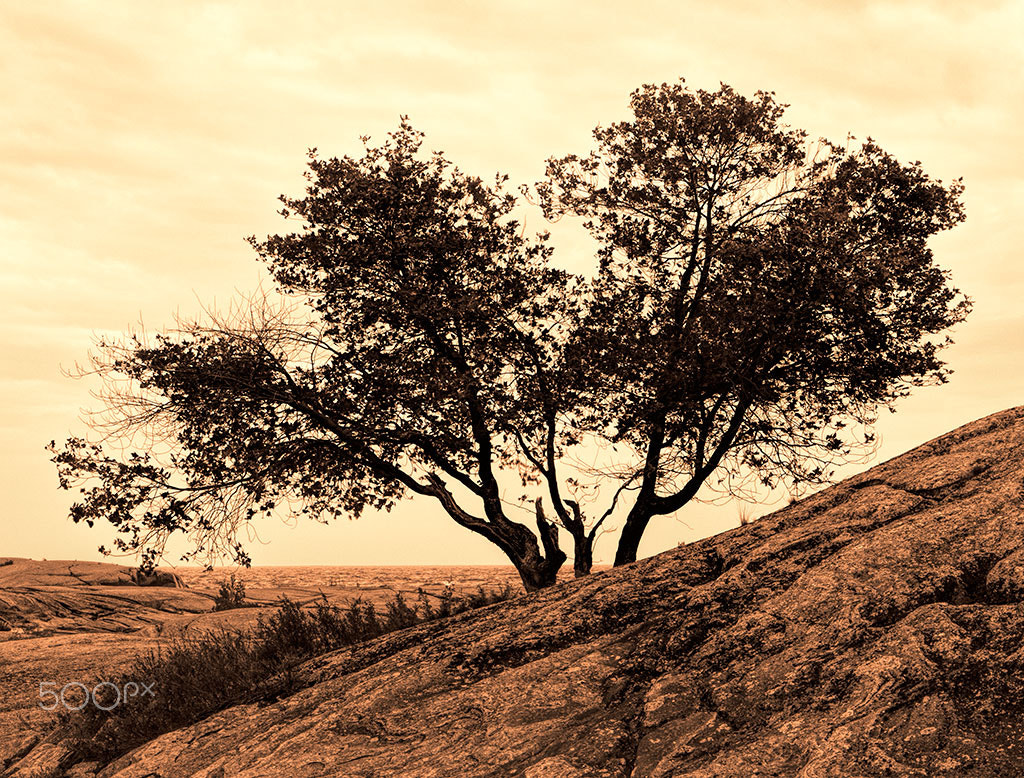 Olympus Zuiko Digital ED 12-60mm F2.8-4.0 SWD sample photo. A lone tree among the rocks photography
