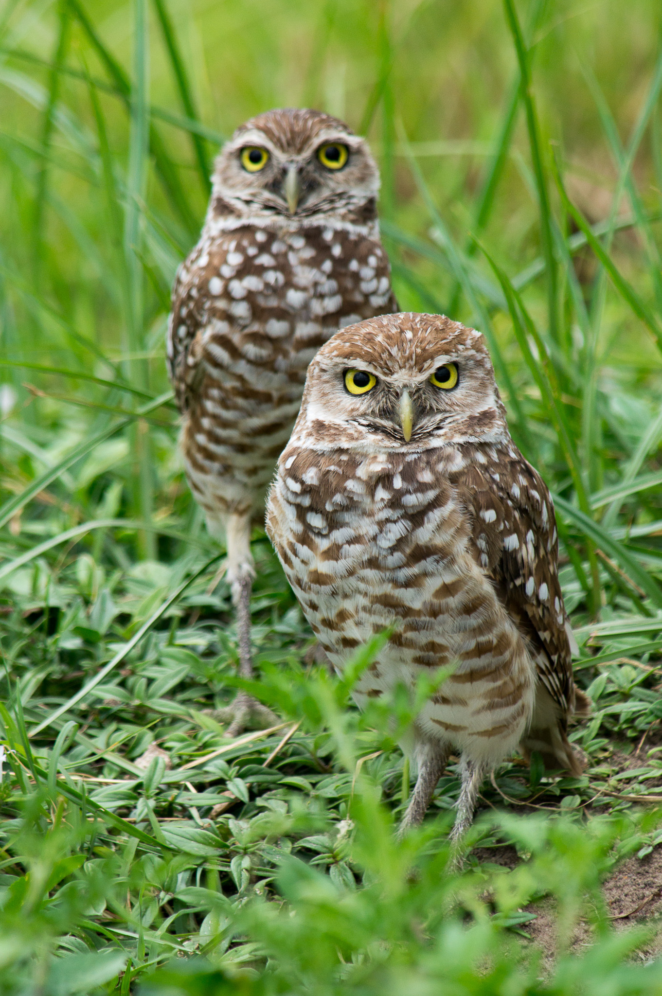 Sony SLT-A57 sample photo. Burrowing owls in tall grass photography