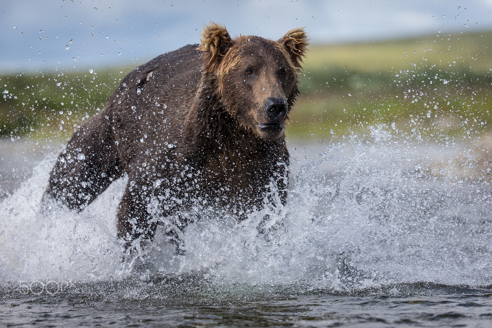 Canon EOS-1D X + Canon EF 200-400mm F4L IS USM Extender 1.4x sample photo. Grizzli (ursus arctos horribilis) photography