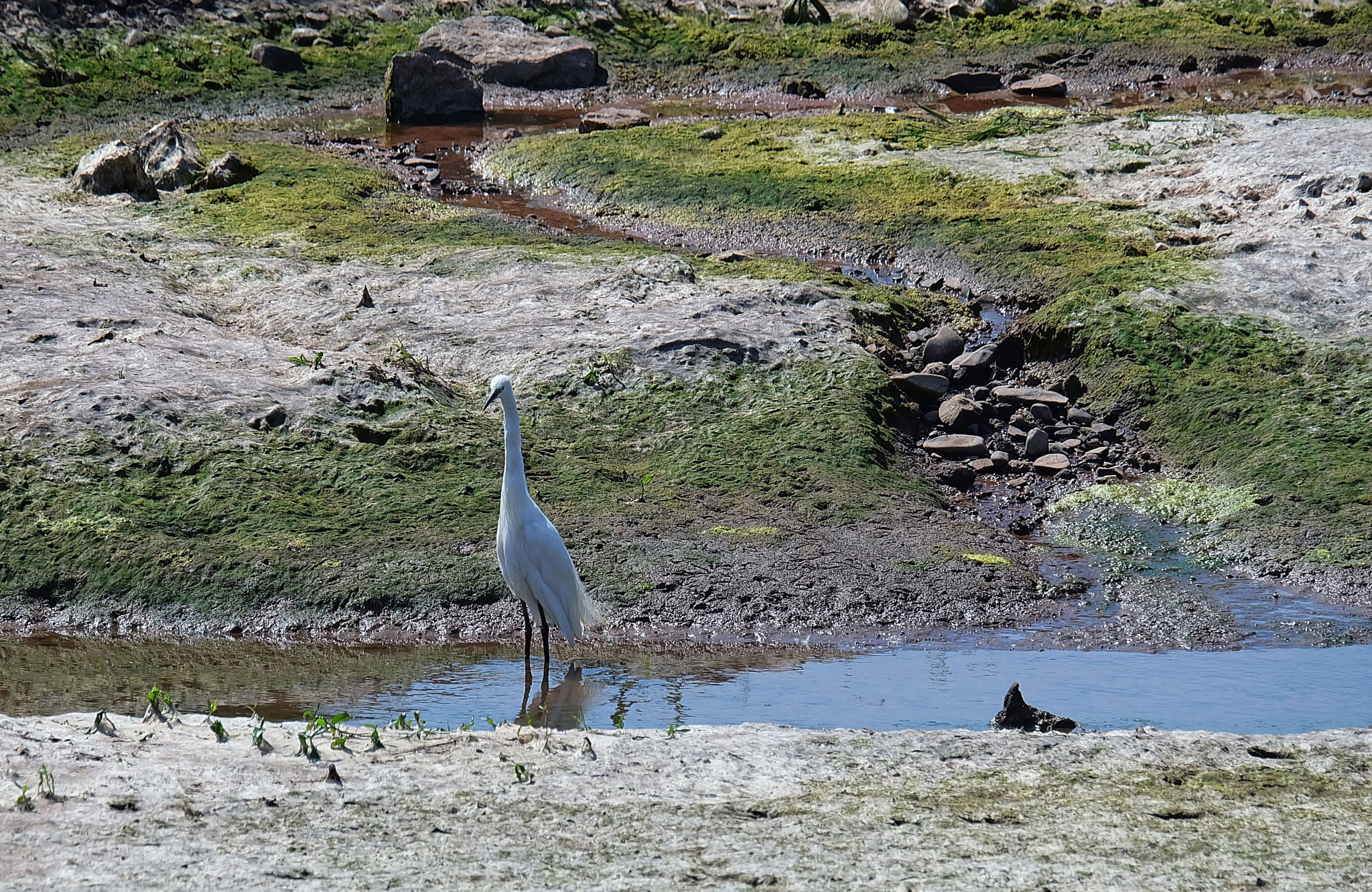 Fujifilm X-A2 + Fujifilm XC 50-230mm F4.5-6.7 OIS sample photo. Egret photography