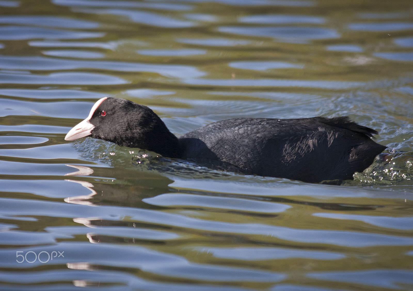 Canon EF 70-300mm F4-5.6 IS USM sample photo. Coot photography