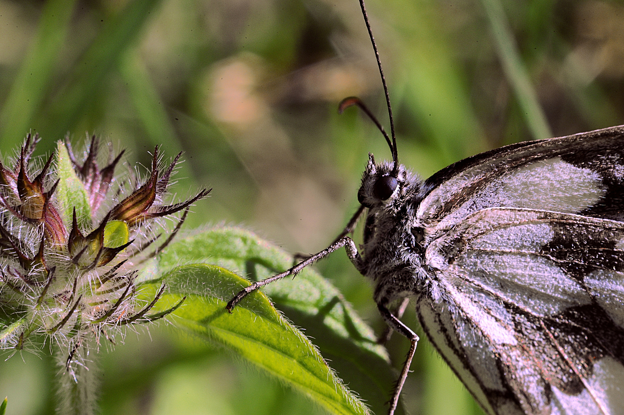 Nikon D700 + Manual Lens No CPU sample photo. Dance of a lady butterfly photography