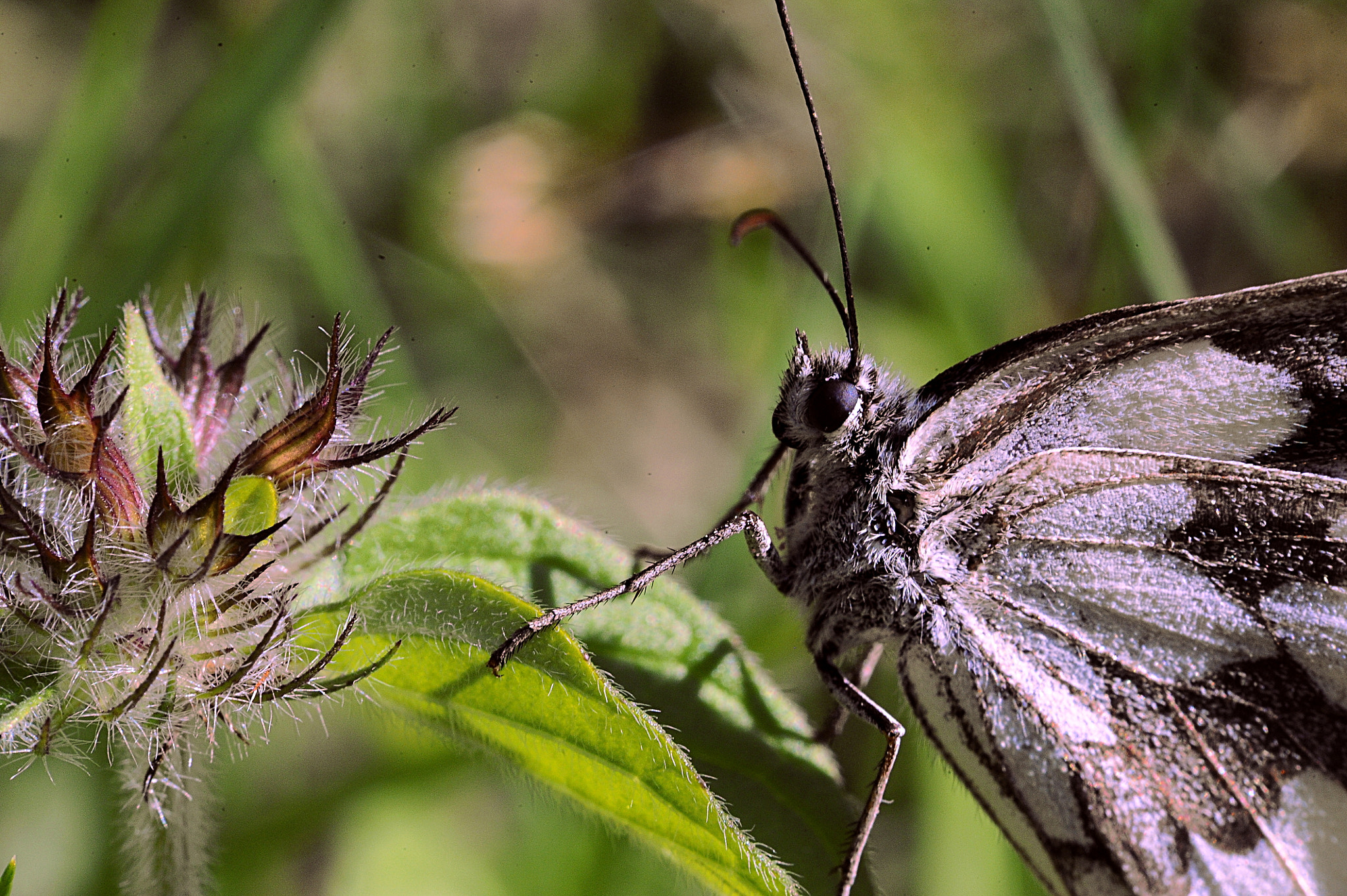Manual Lens No CPU sample photo. Dance of a lady butterfly photography