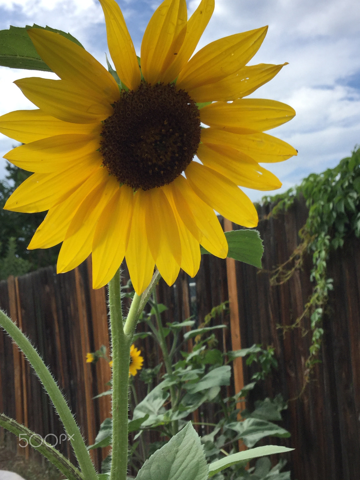 Apple iPad5,3 sample photo. Sunflower photography