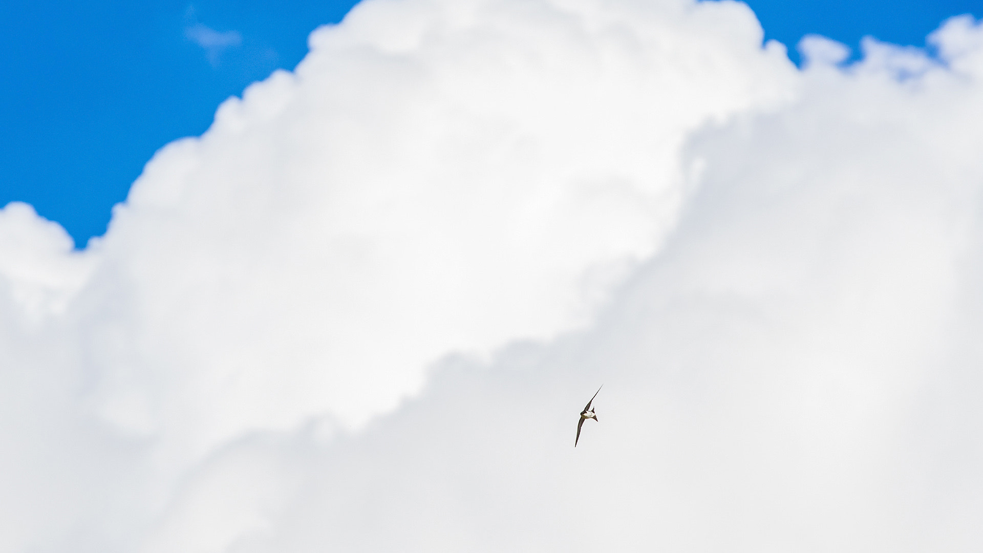 Canon EOS-1D X Mark II sample photo. Swallow's stunt flying photography