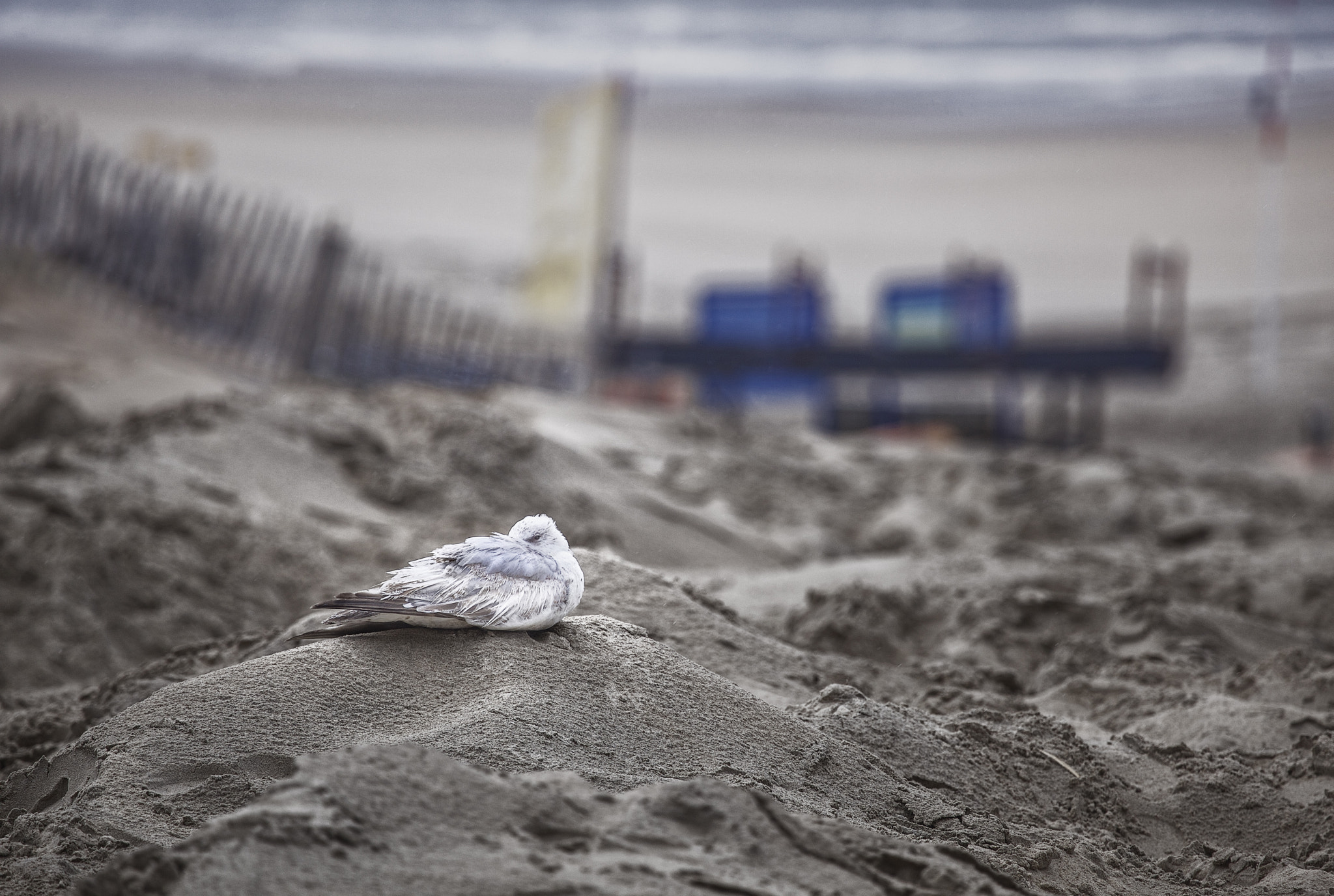 Canon EOS 5D Mark II + Canon EF 100-400mm F4.5-5.6L IS USM sample photo. At the beach photography