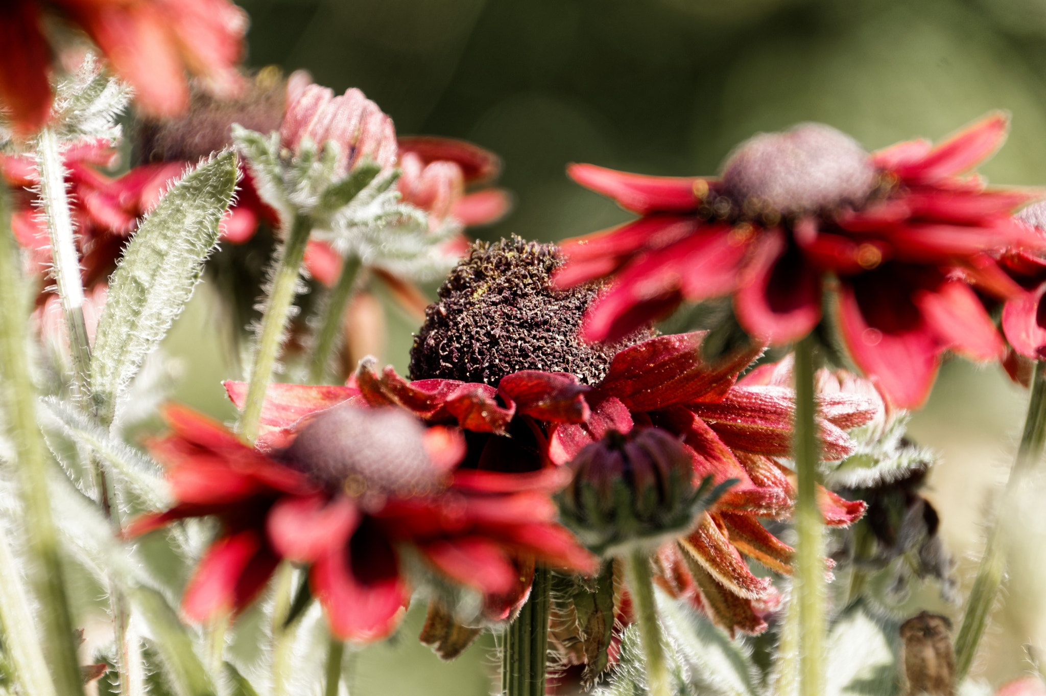 Pentax smc DA 18-270mm F3.5-6.3 ED SDM sample photo. Rudbeckia photography