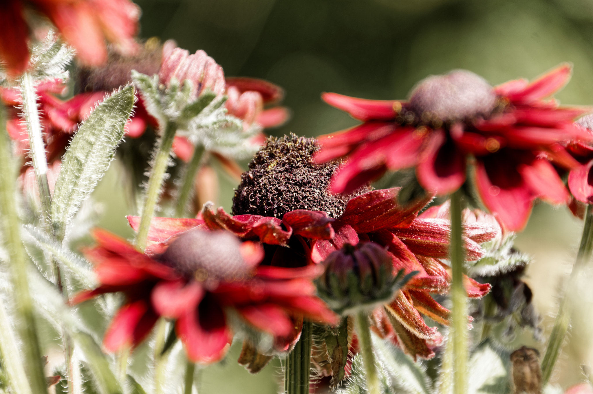 Pentax K-3 II + Pentax smc DA 18-270mm F3.5-6.3 ED SDM sample photo. Rudbeckia photography