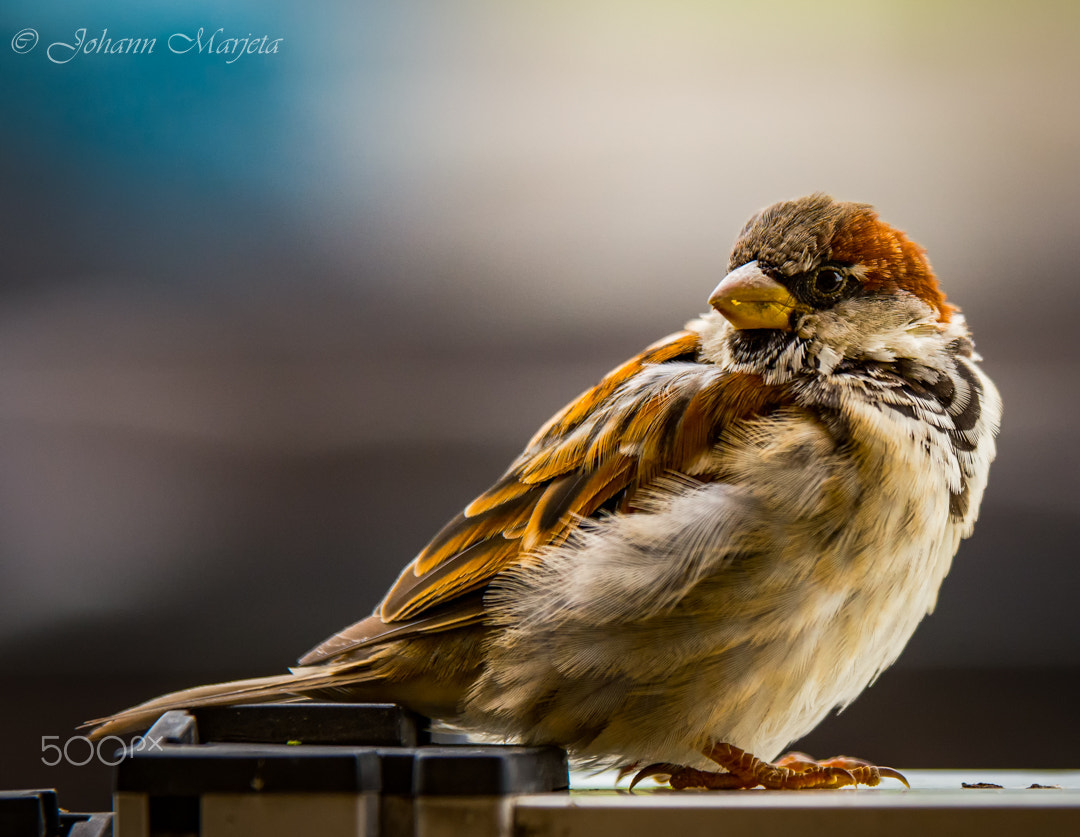 Tamron SP 70-200mm F2.8 Di VC USD sample photo. Café bird photography