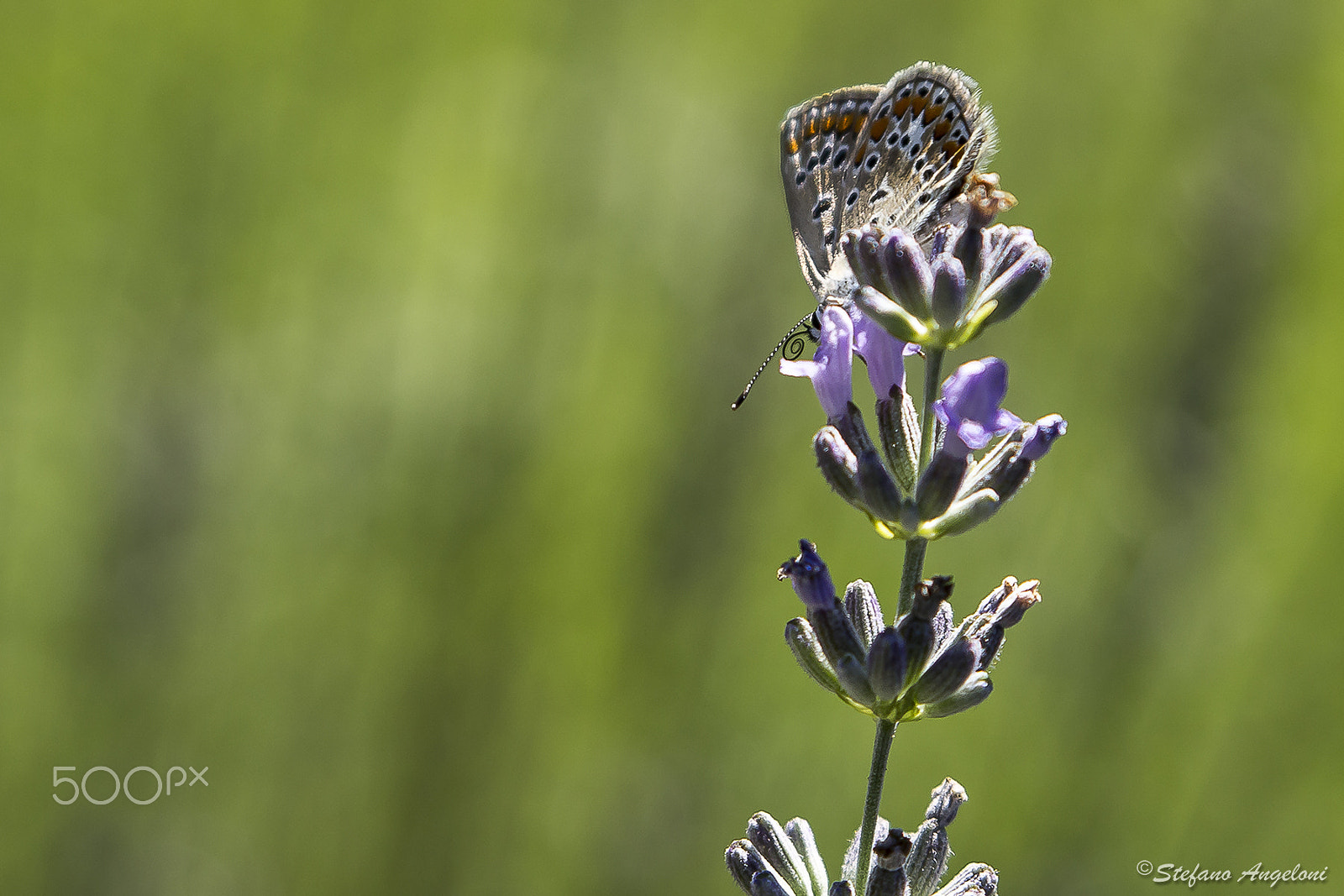 Canon EF 28-105mm f/3.5-4.5 USM sample photo. Polyommatus icarus photography