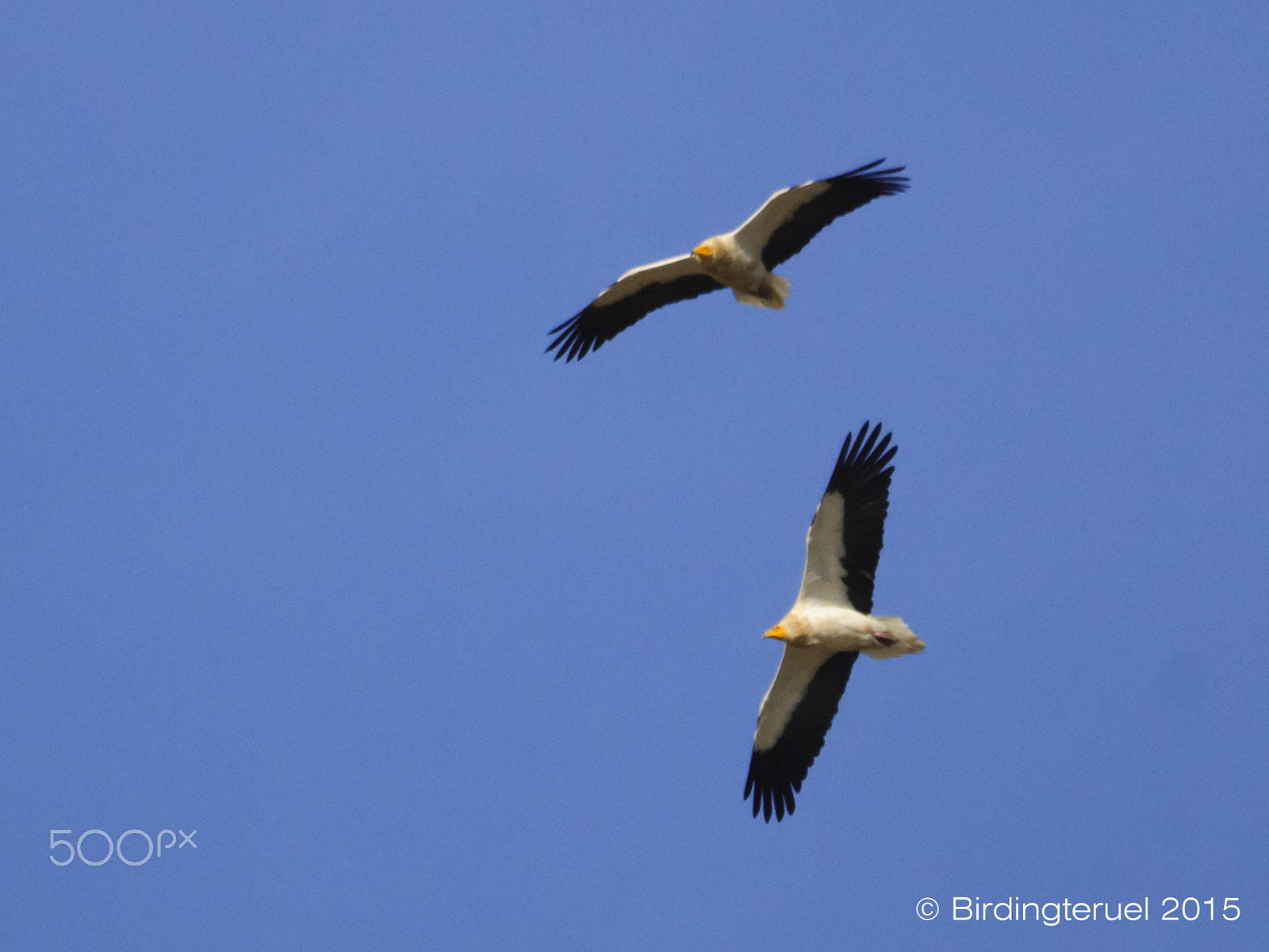 Nikon D300 + Sigma 150-500mm F5-6.3 DG OS HSM sample photo. Egyptian vultures (neophron pernopterus) photography