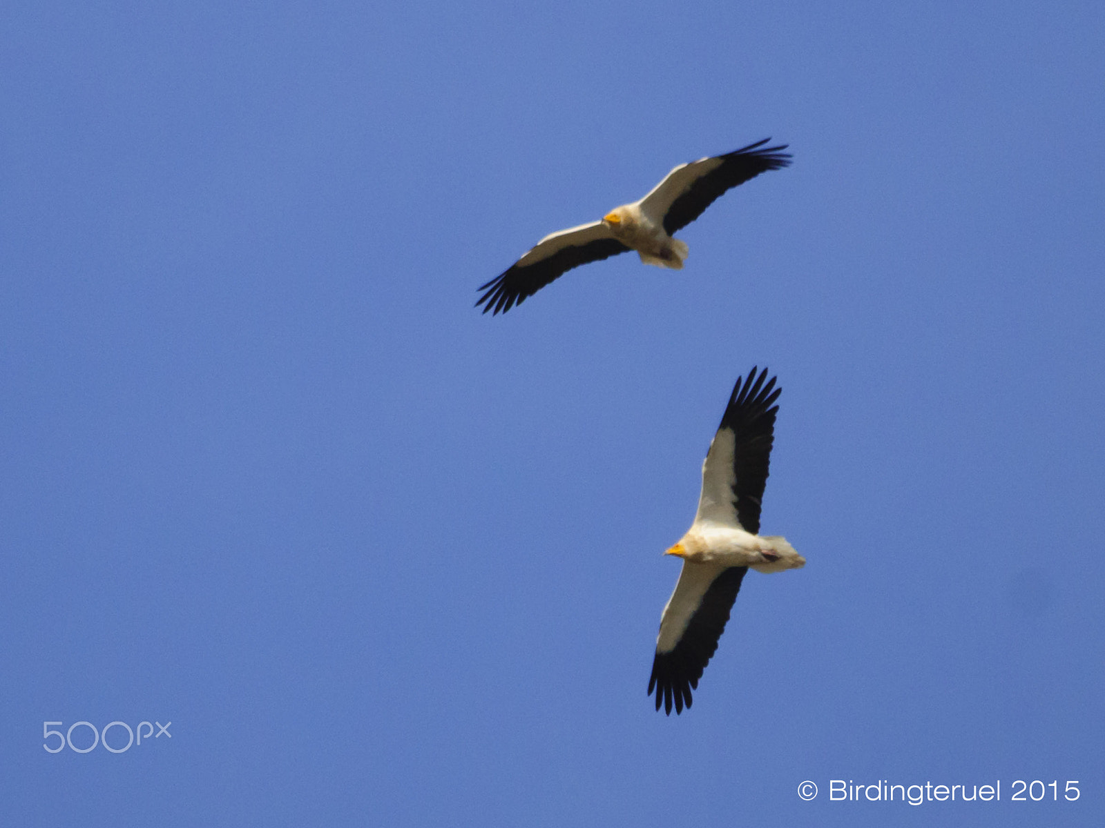 Sigma 150-500mm F5-6.3 DG OS HSM sample photo. Egyptian vultures (neophron pernopterus) photography