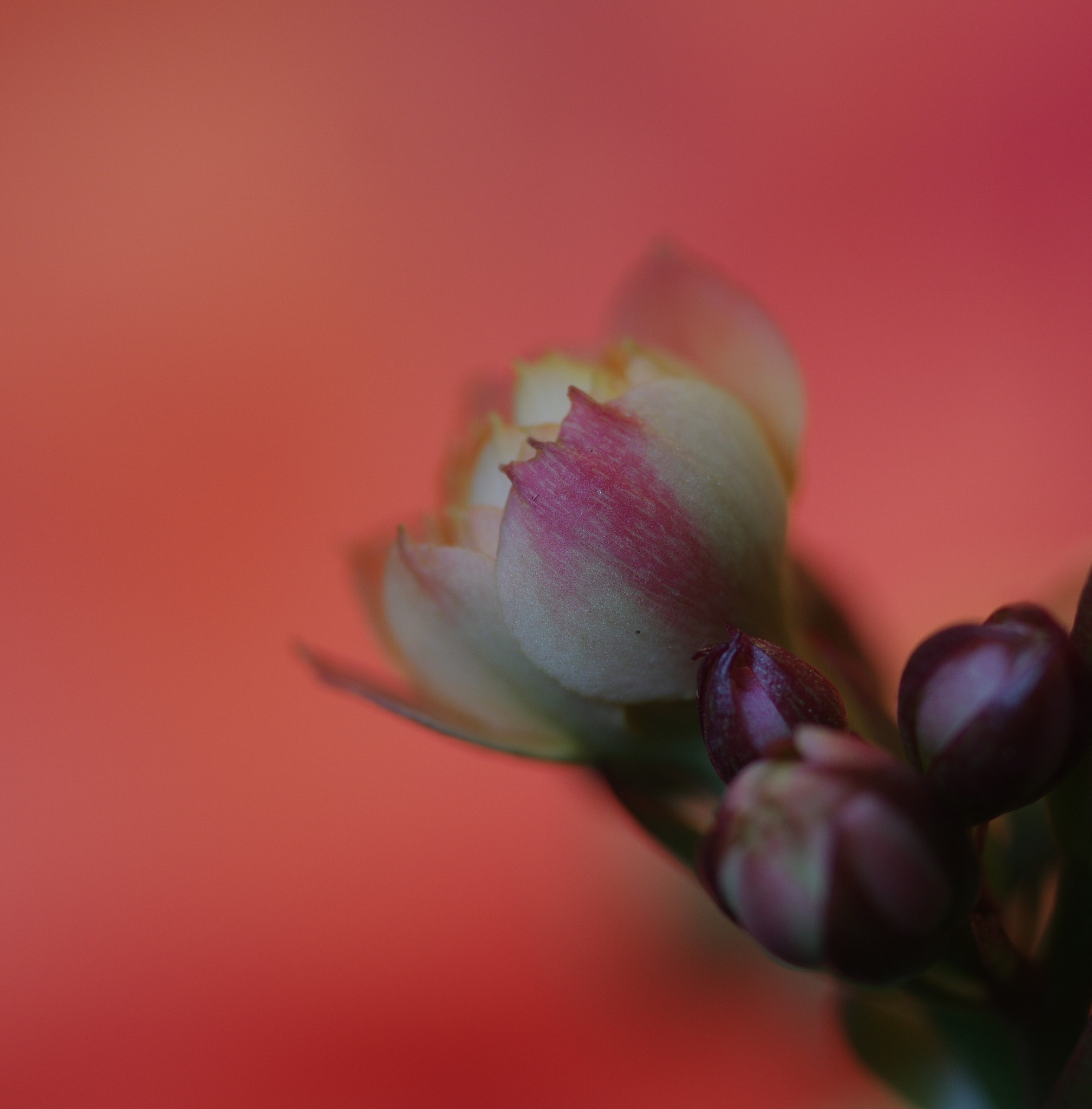 Pentax K-3 + Pentax smc D-FA 50mm F2.8 Macro sample photo