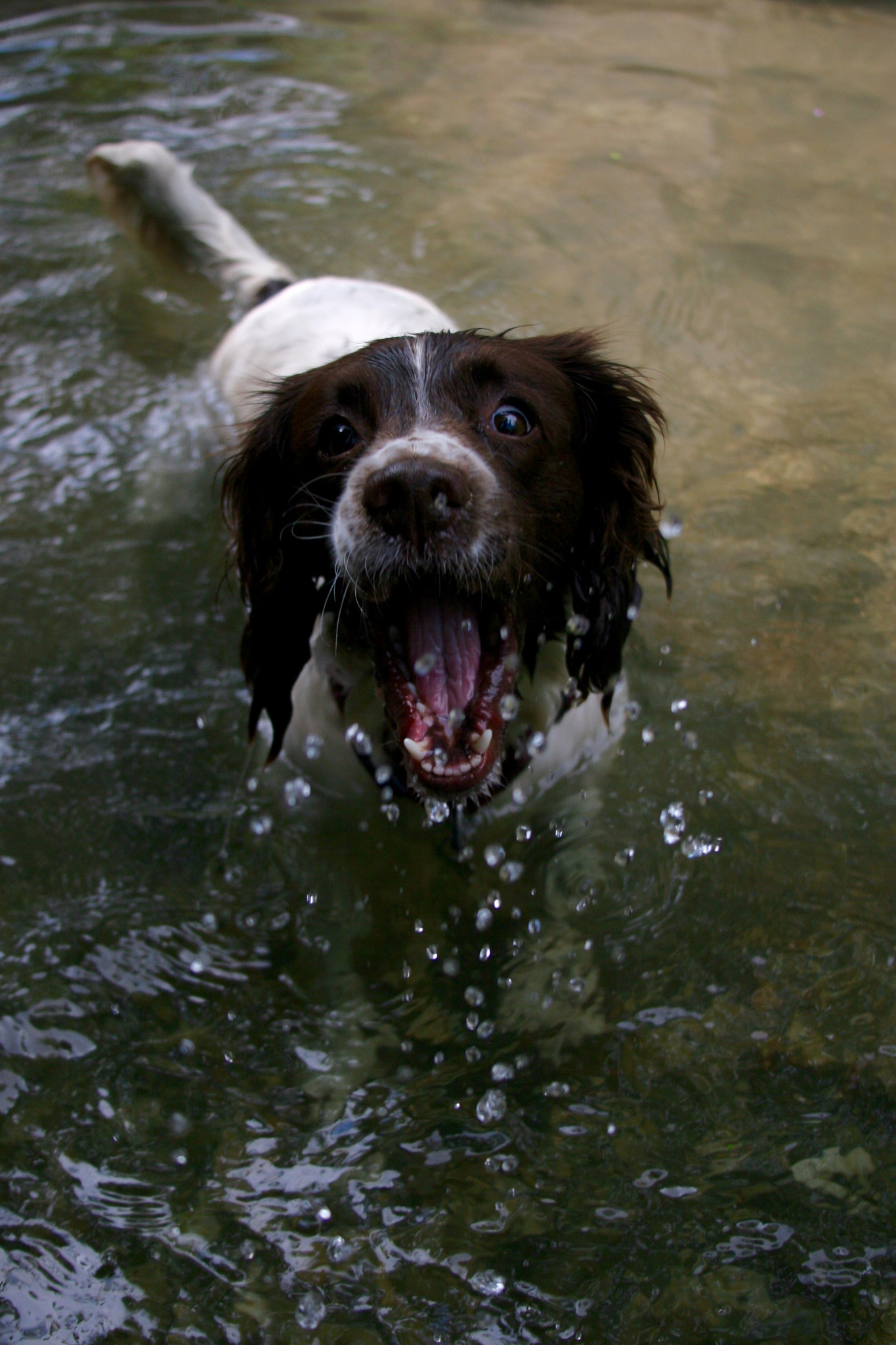 Canon EOS 20D + Canon EF 28-135mm F3.5-5.6 IS USM sample photo. The water surprised rosie photography