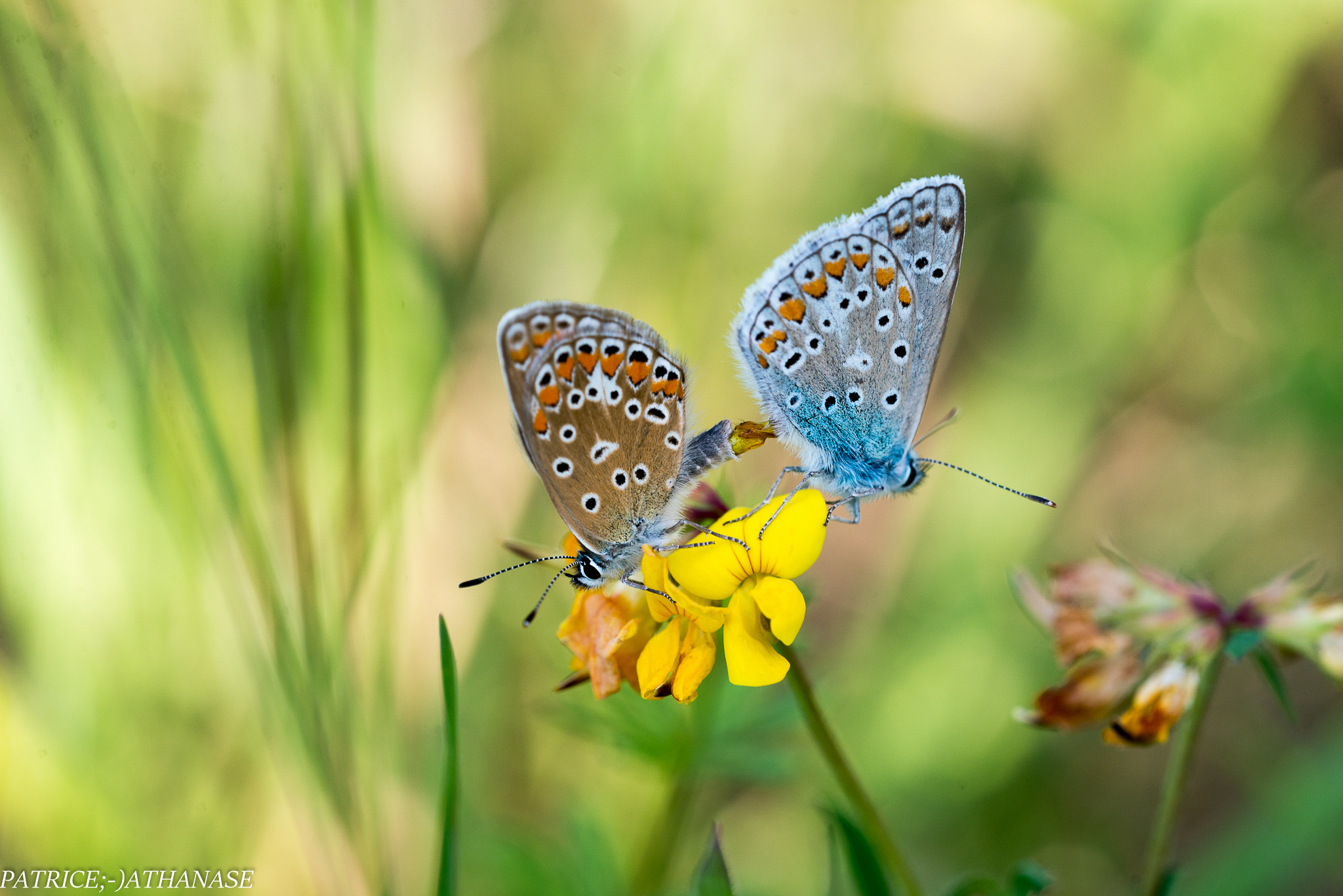 Sigma 150mm F2.8 EX DG OS Macro HSM sample photo. Romance photography