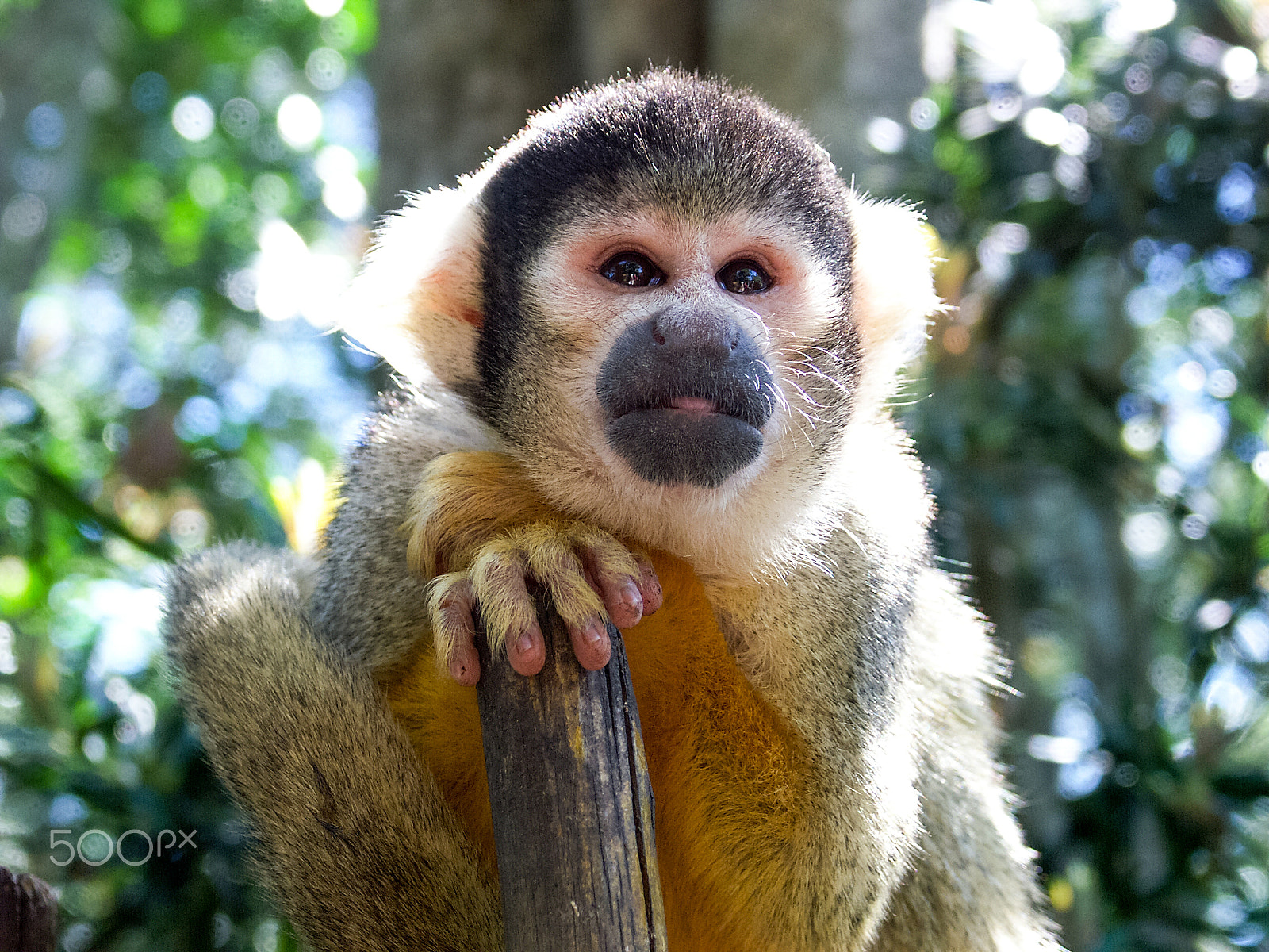KONICA MINOLTA DiMAGE A1 sample photo. Squirrel monkey photography