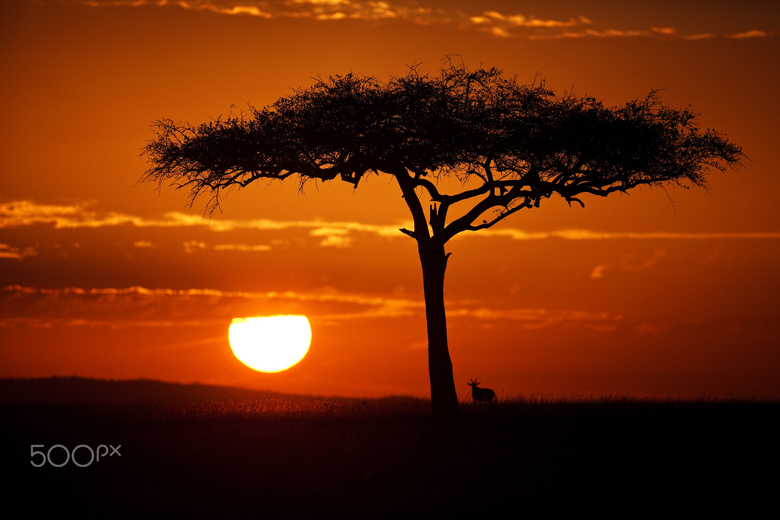 Canon EOS 5D Mark II + Canon EF 400mm F2.8L IS USM sample photo. Sunrise on the mara photography