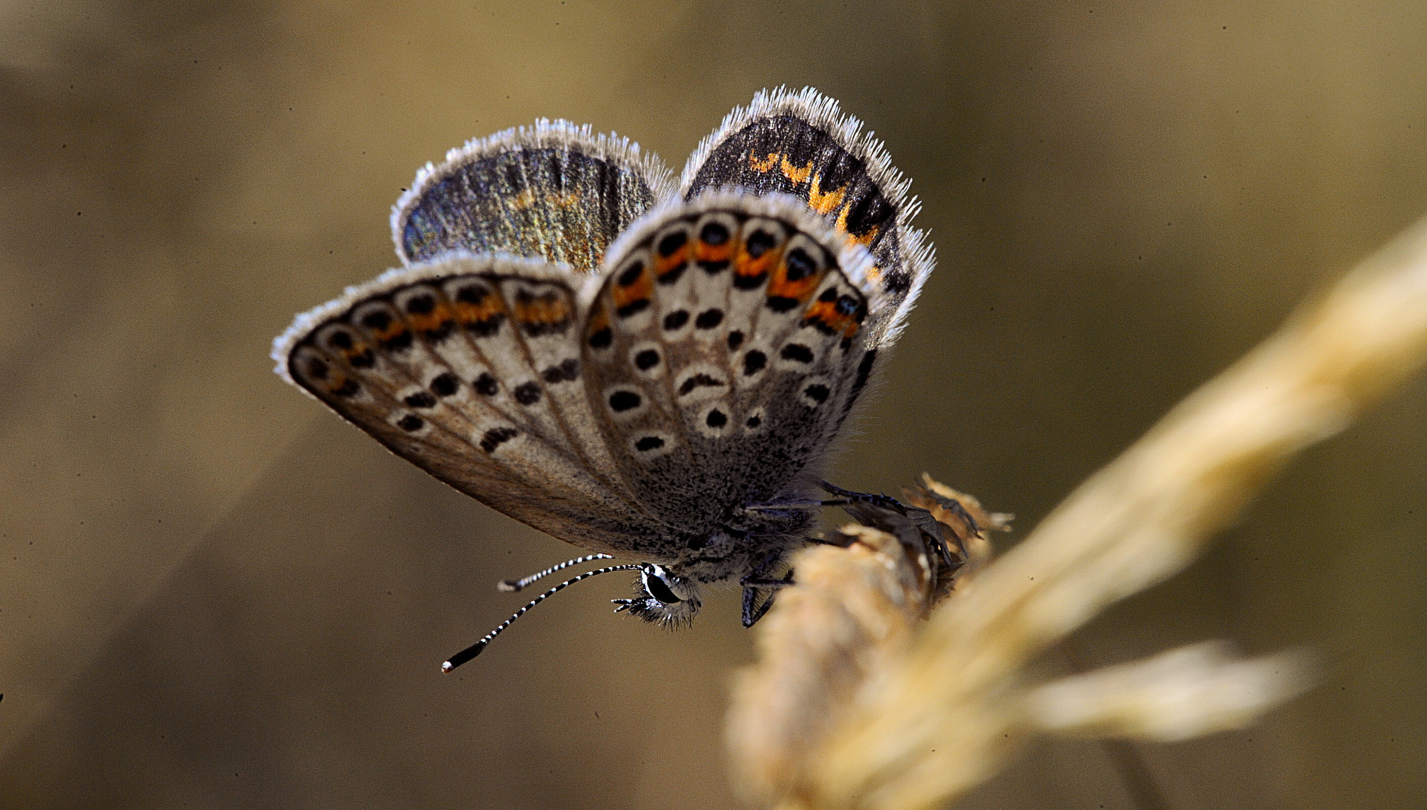 Nikon D700 + Manual Lens No CPU sample photo. Little blu butterfly photography