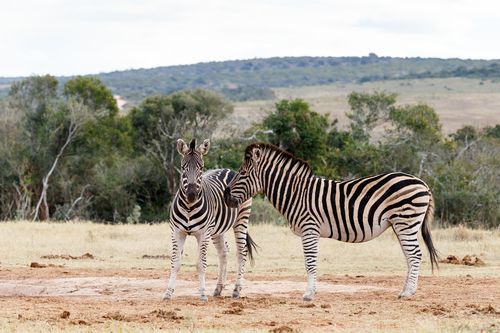 Canon EF 100-400mm F4.5-5.6L IS USM sample photo. Look that way -  burchell's zebra photography