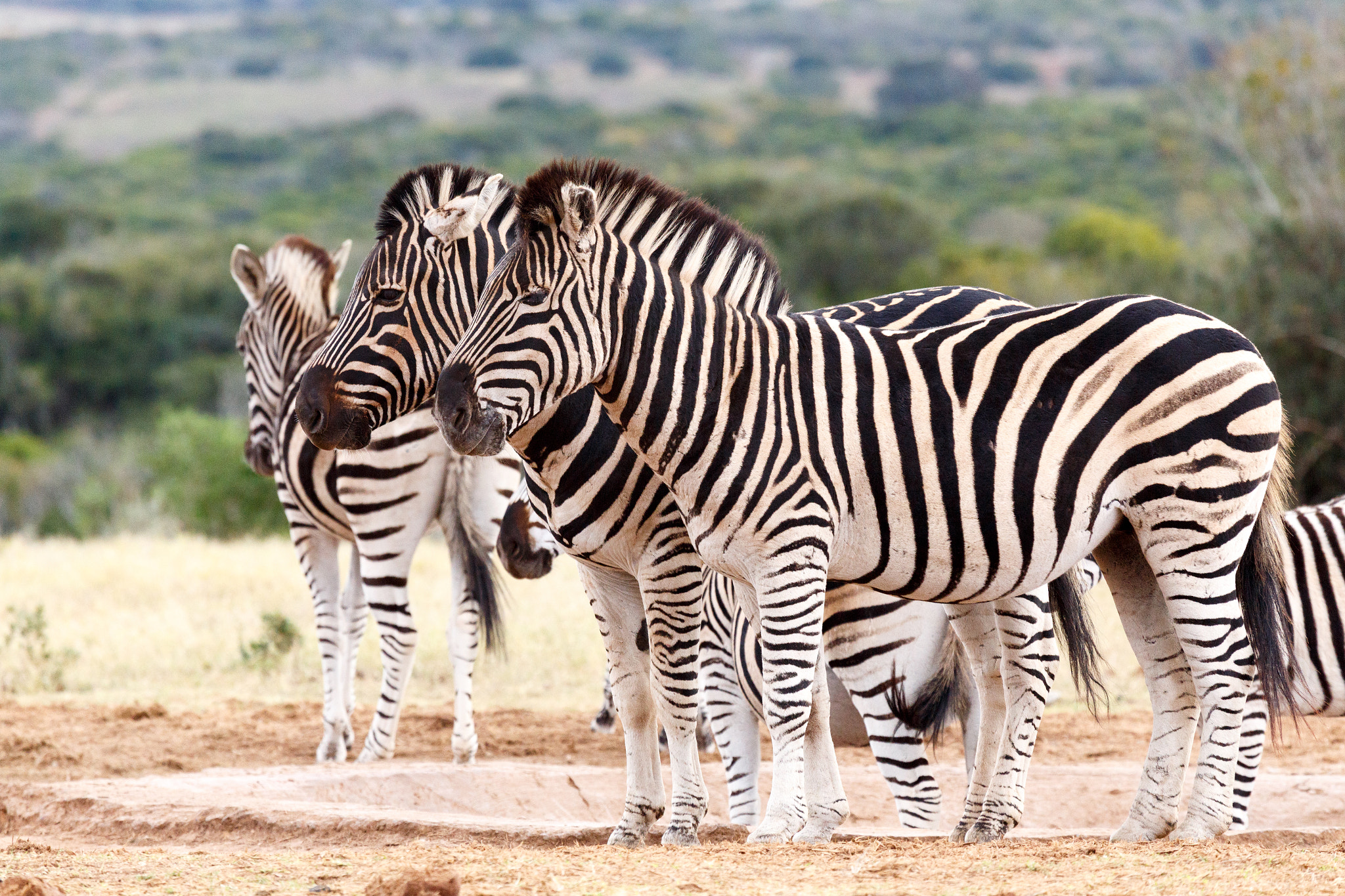 Canon EF 100-400mm F4.5-5.6L IS USM sample photo. Do not look at the camera - burchell's zebra photography