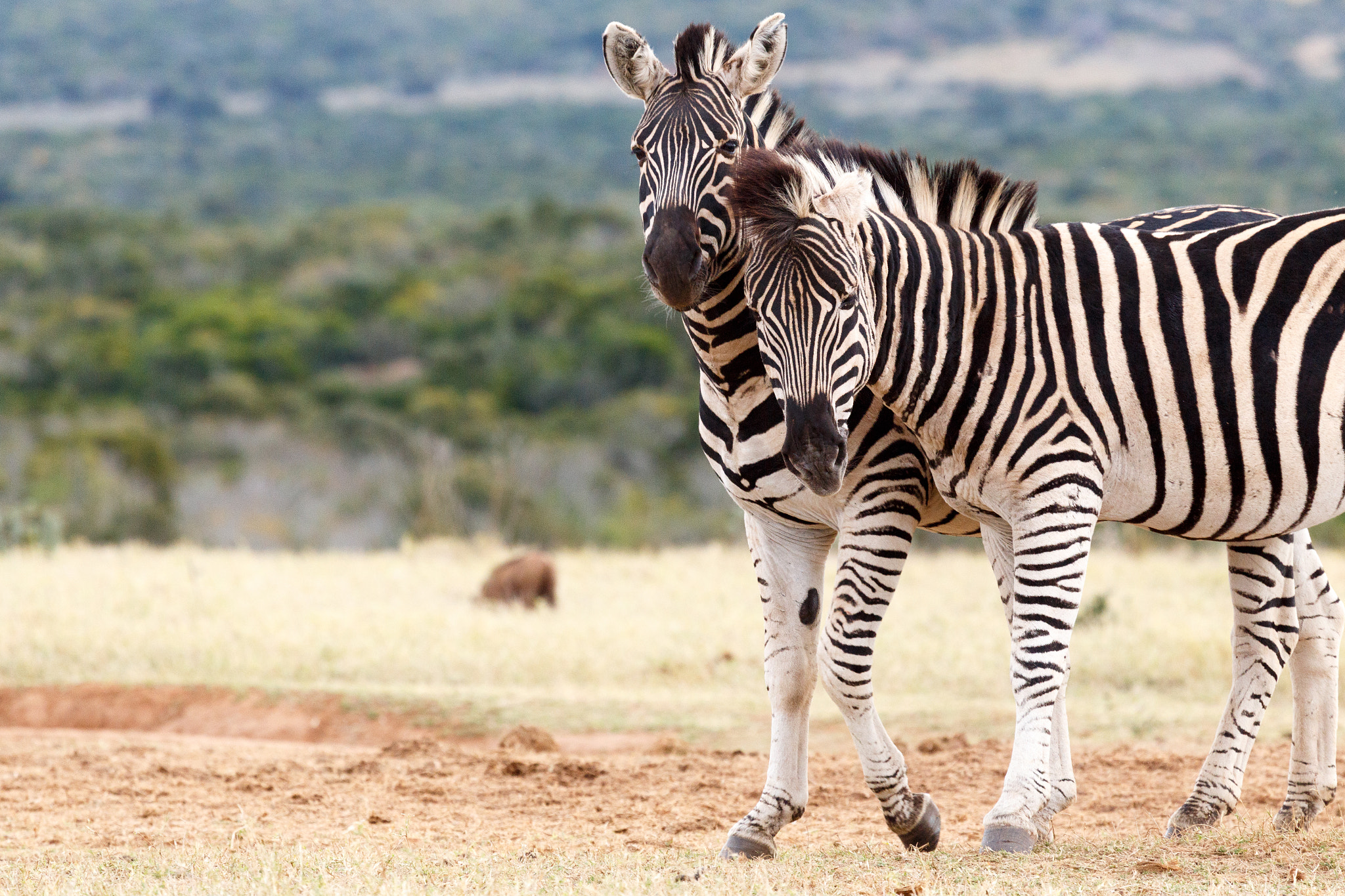 Canon EF 100-400mm F4.5-5.6L IS USM sample photo. Whisper in your ear - burchell's zebra photography