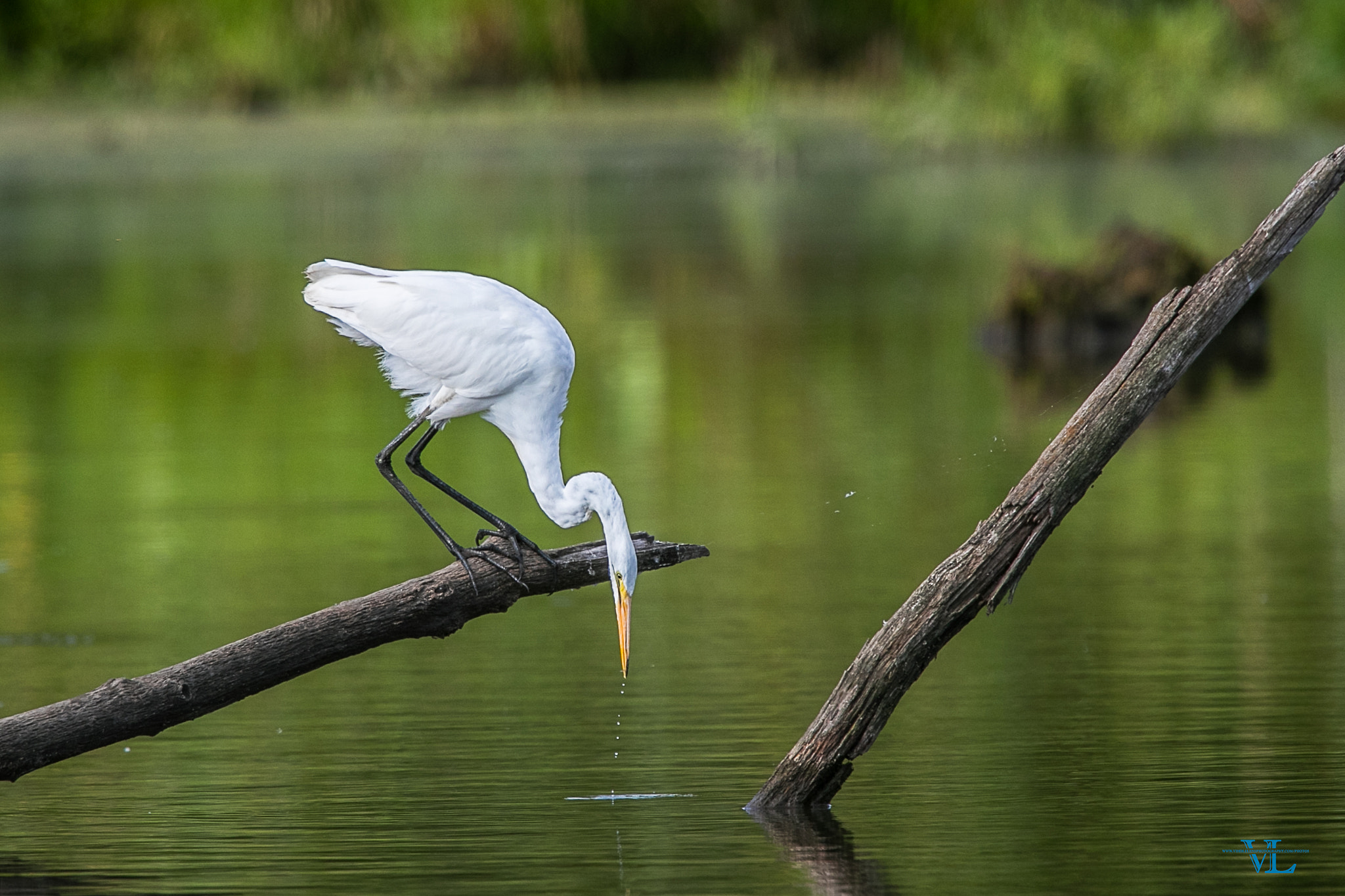 Canon EF 600mm F4L IS USM sample photo. Snow egret photography