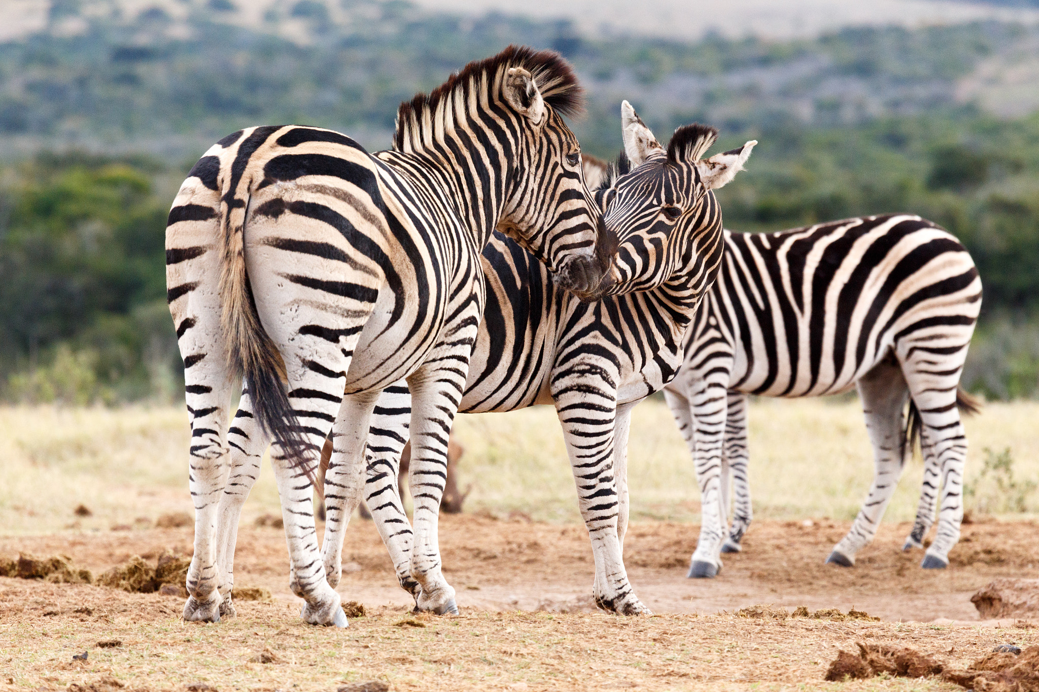 Canon EF 100-400mm F4.5-5.6L IS USM sample photo. Kiss the girl - burchell's zebra photography