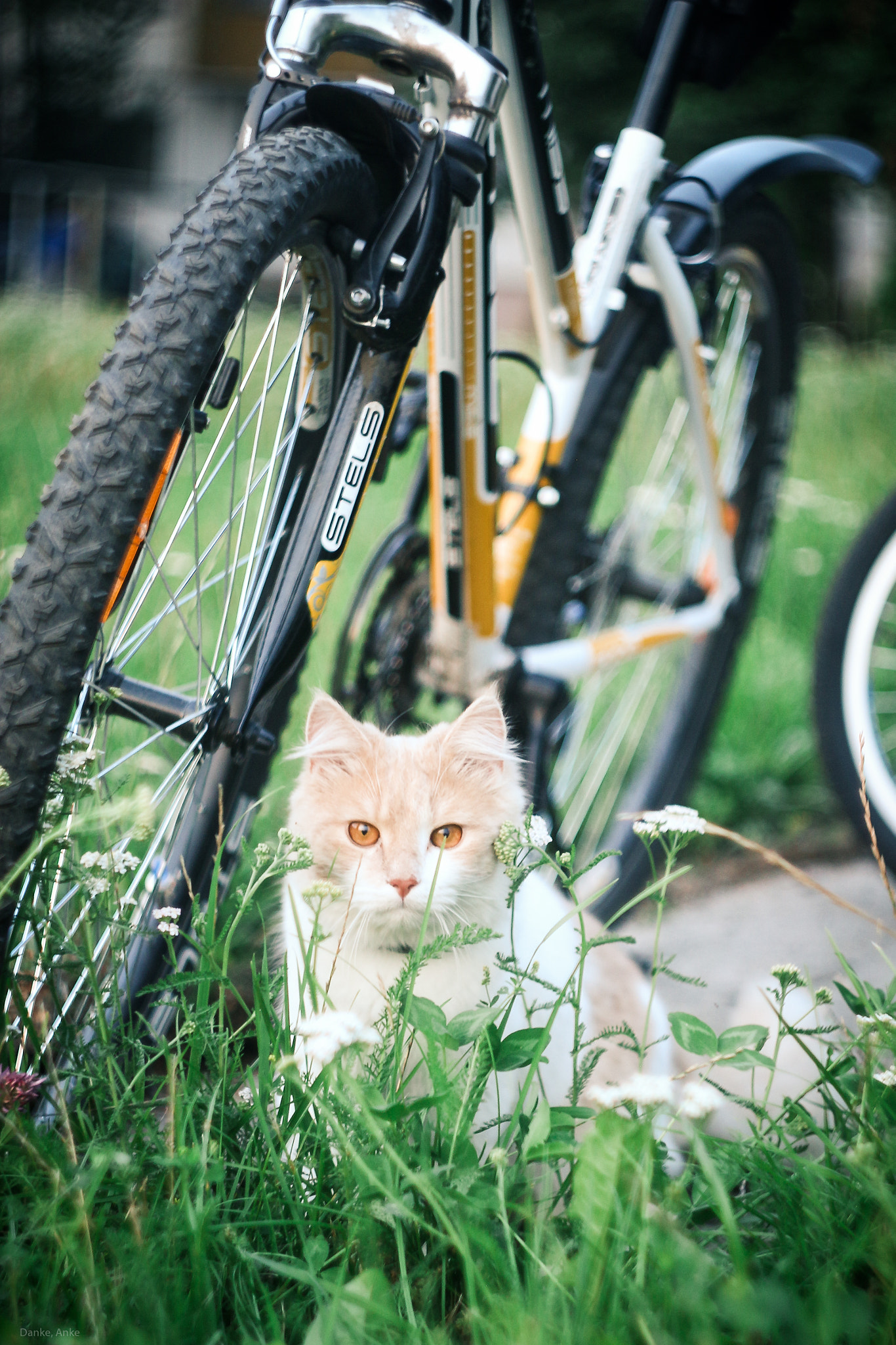Canon EF 35-80mm f/4-5.6 sample photo. Sunset cat photography