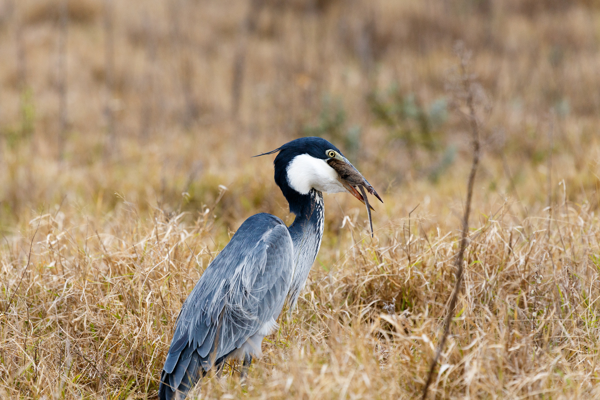 Canon EF 100-400mm F4.5-5.6L IS USM sample photo. Supper time - great blue heron bird photography