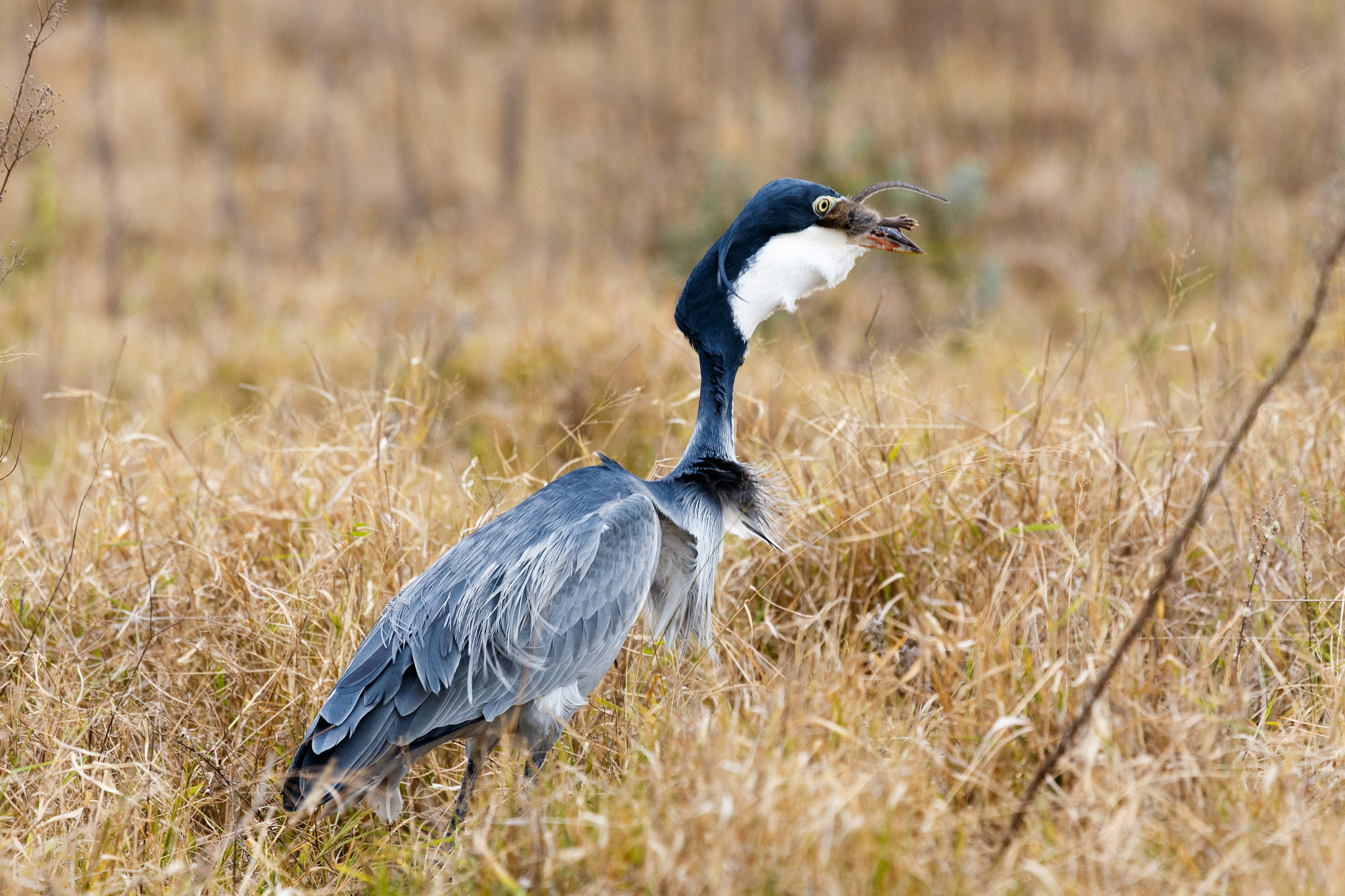 Canon EF 100-400mm F4.5-5.6L IS USM sample photo. Swallowing your food - great blue heron bird photography