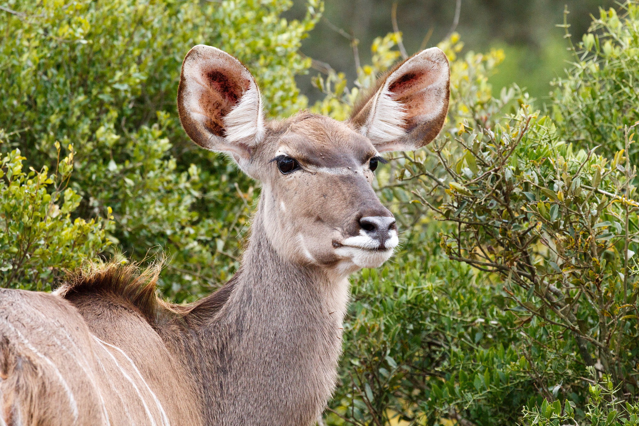 Canon EF 100-400mm F4.5-5.6L IS USM sample photo. Staring female kudu photography