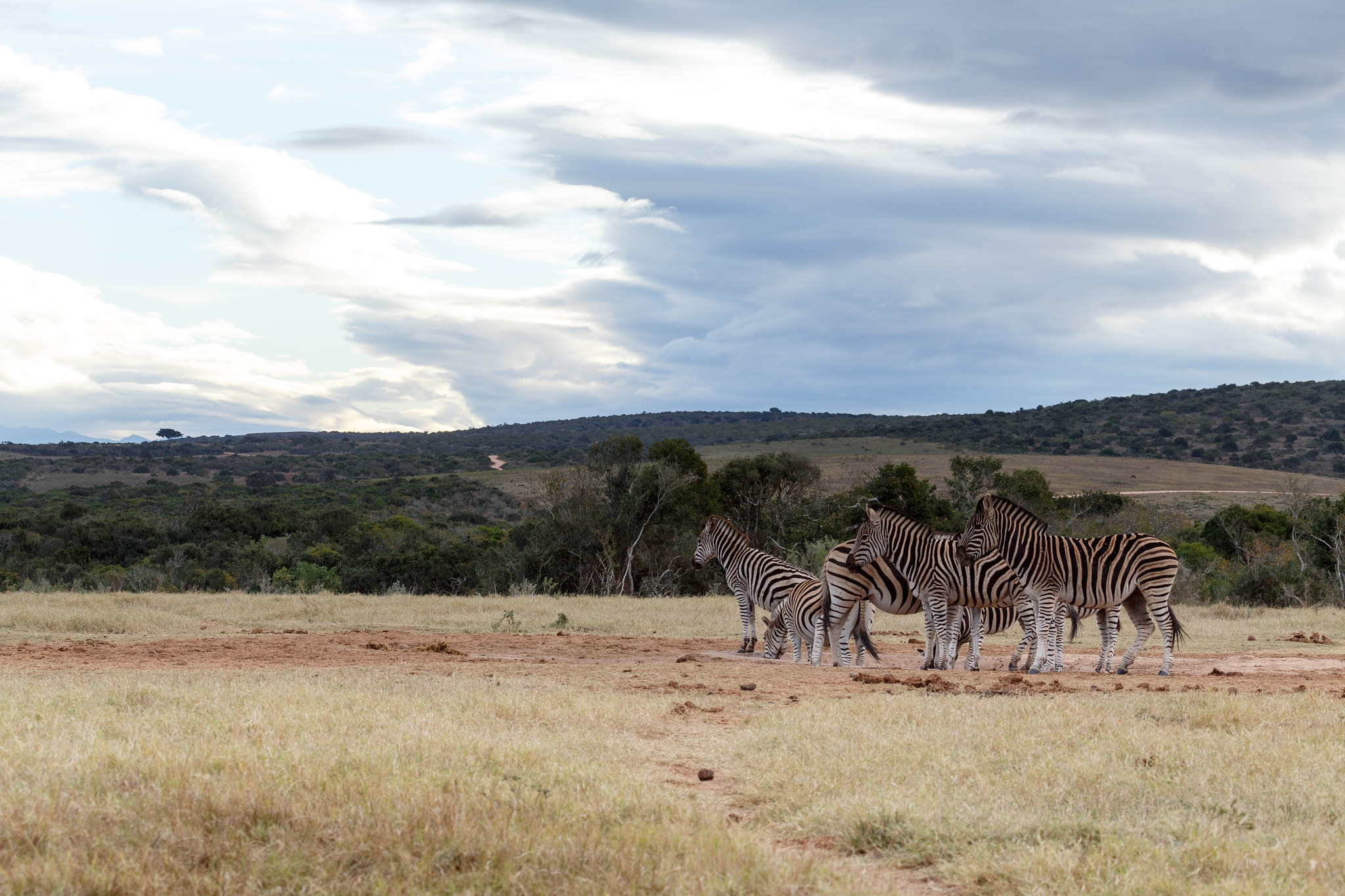 Canon EF 100-400mm F4.5-5.6L IS USM sample photo. Drinking and resting at the dam - burchell's zebra photography