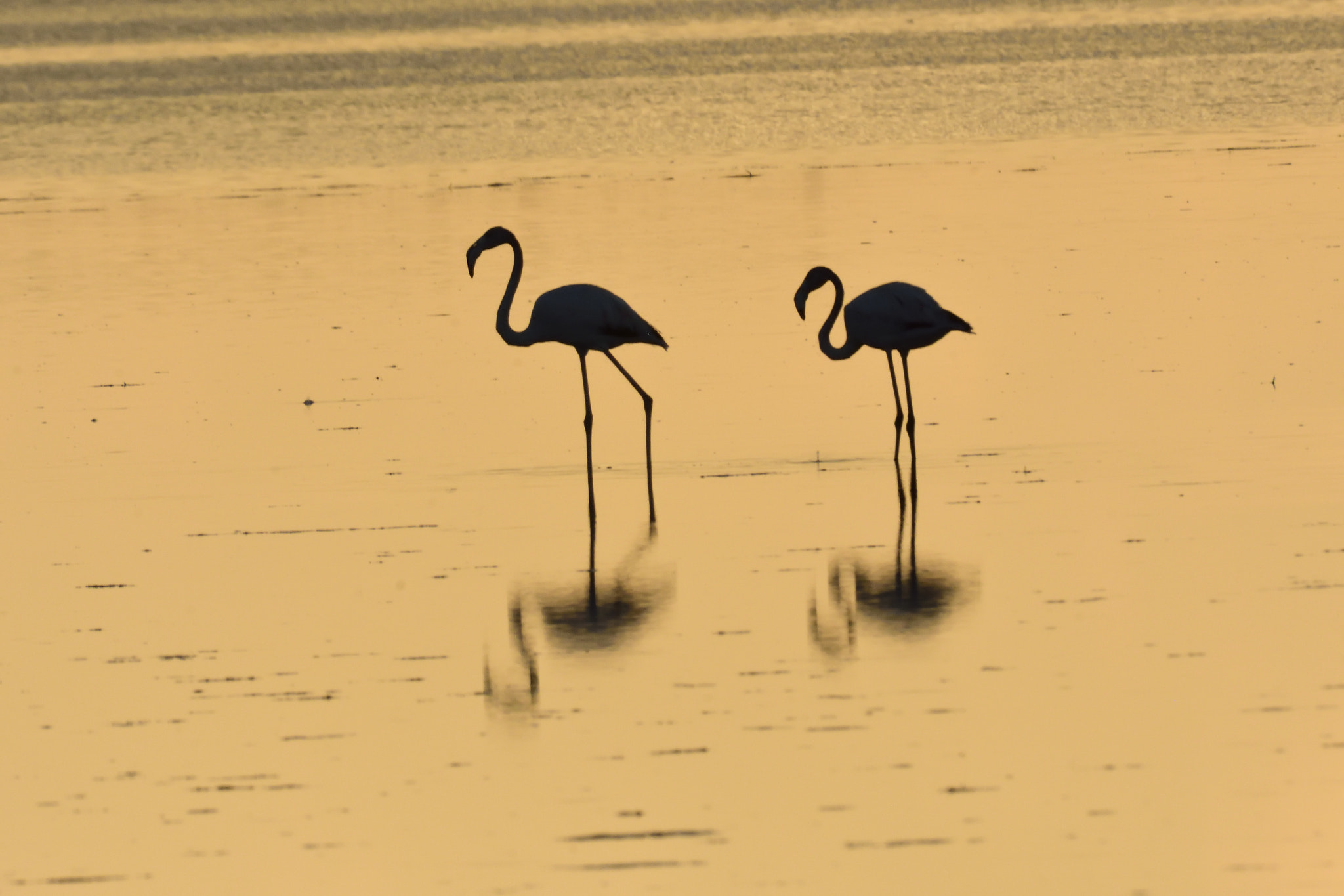 Sigma 150-600mm F5-6.3 DG OS HSM | S sample photo. Dsc photography