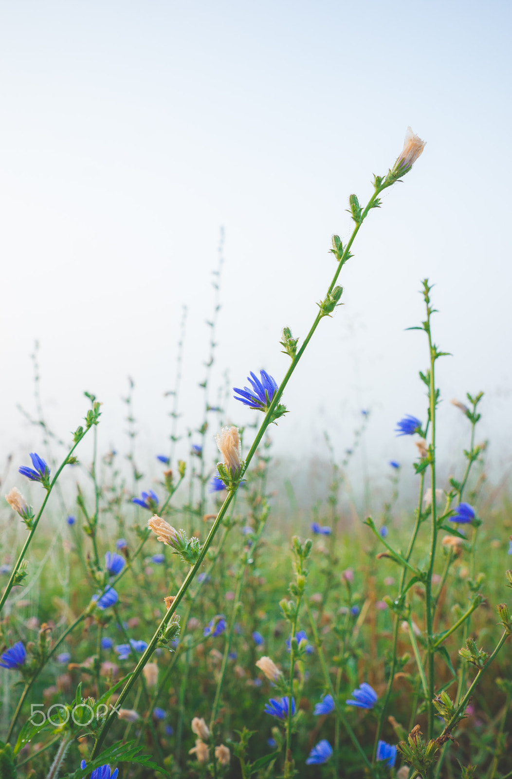 Sony SLT-A77 sample photo. Misty blues photography