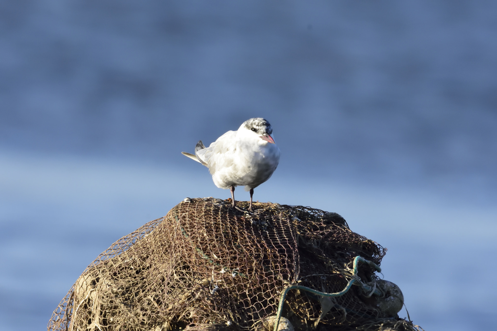 Sigma 150-600mm F5-6.3 DG OS HSM | S sample photo. Dsc photography