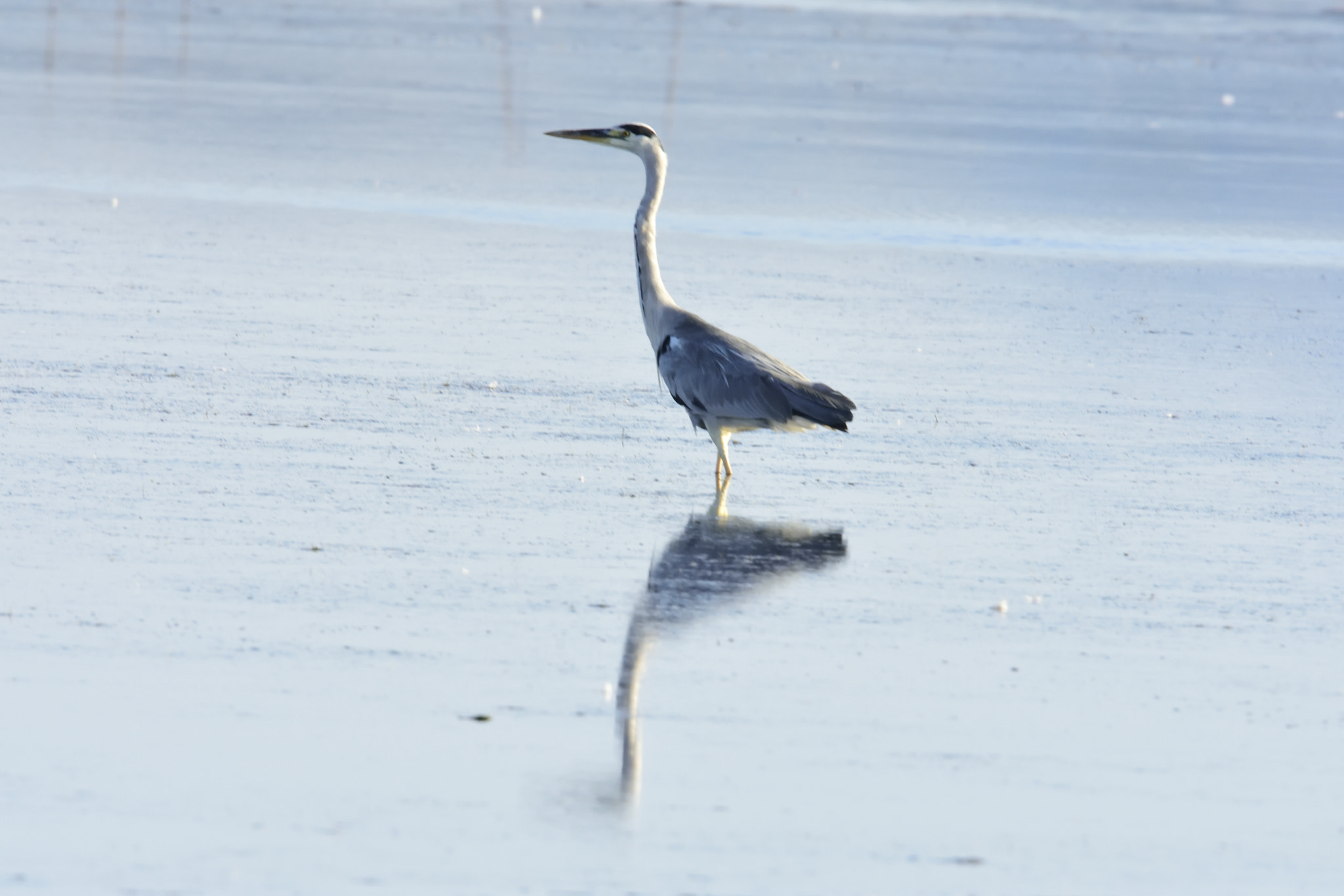 Sigma 150-600mm F5-6.3 DG OS HSM | S sample photo. Dsc photography