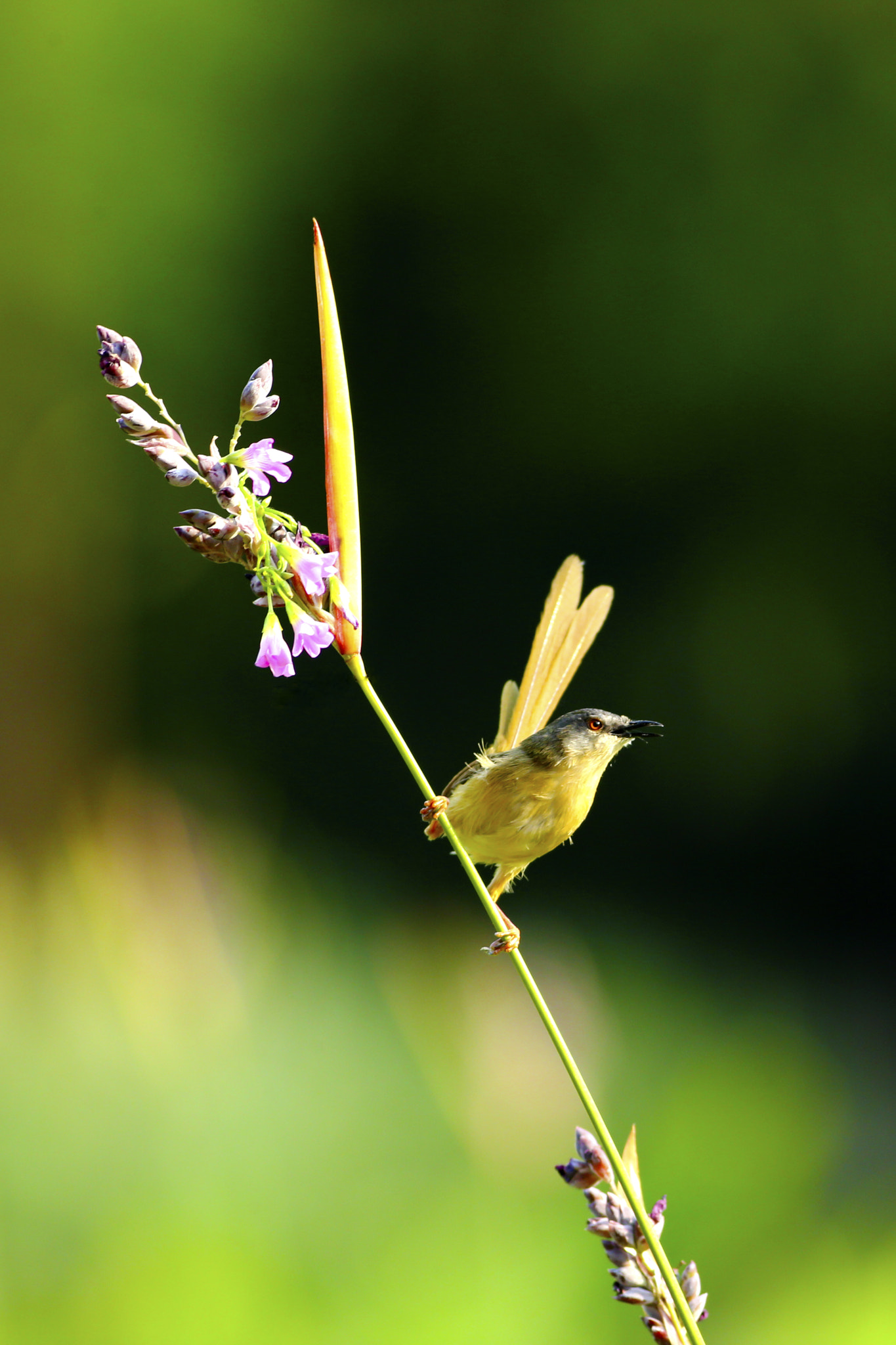 Canon EOS-1D X + Canon EF 400mm F5.6L USM sample photo. 灵动 photography