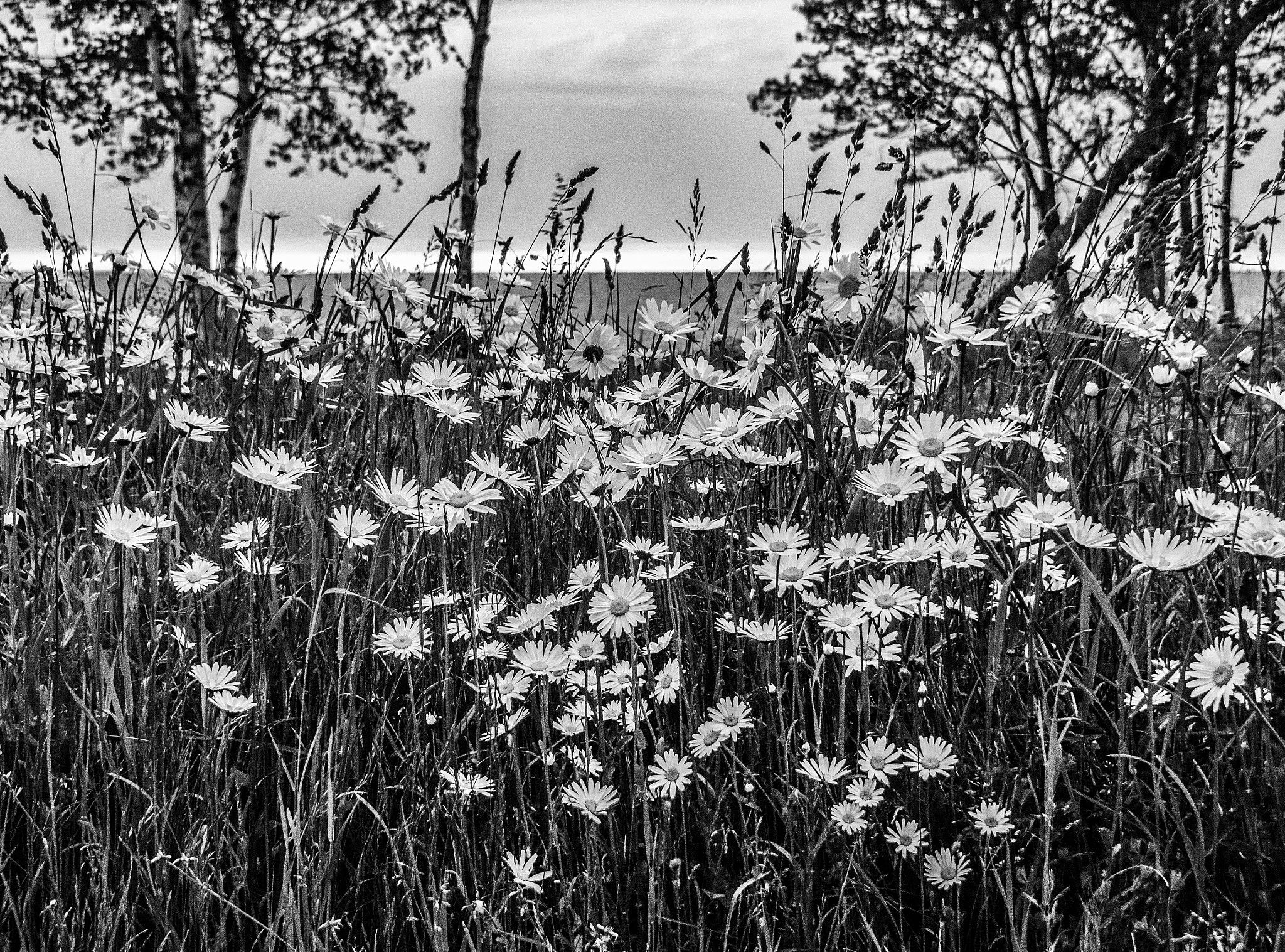 OLYMPUS M.14-150mm F4.0-5.6 II sample photo. Daisy field photography