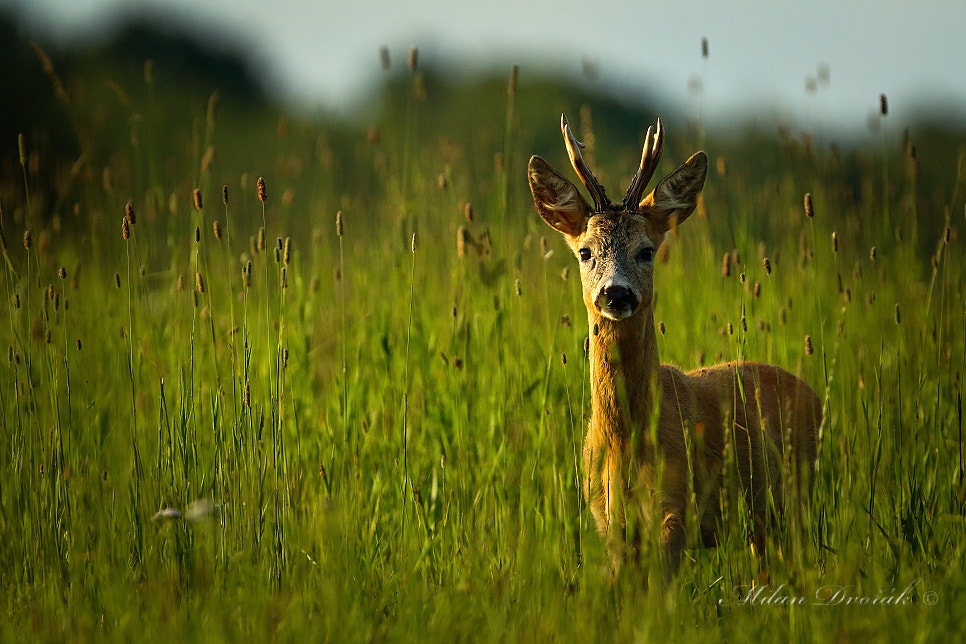 Canon EOS 7D Mark II + Canon EF 300mm F2.8L IS USM sample photo. This is my meadow photography