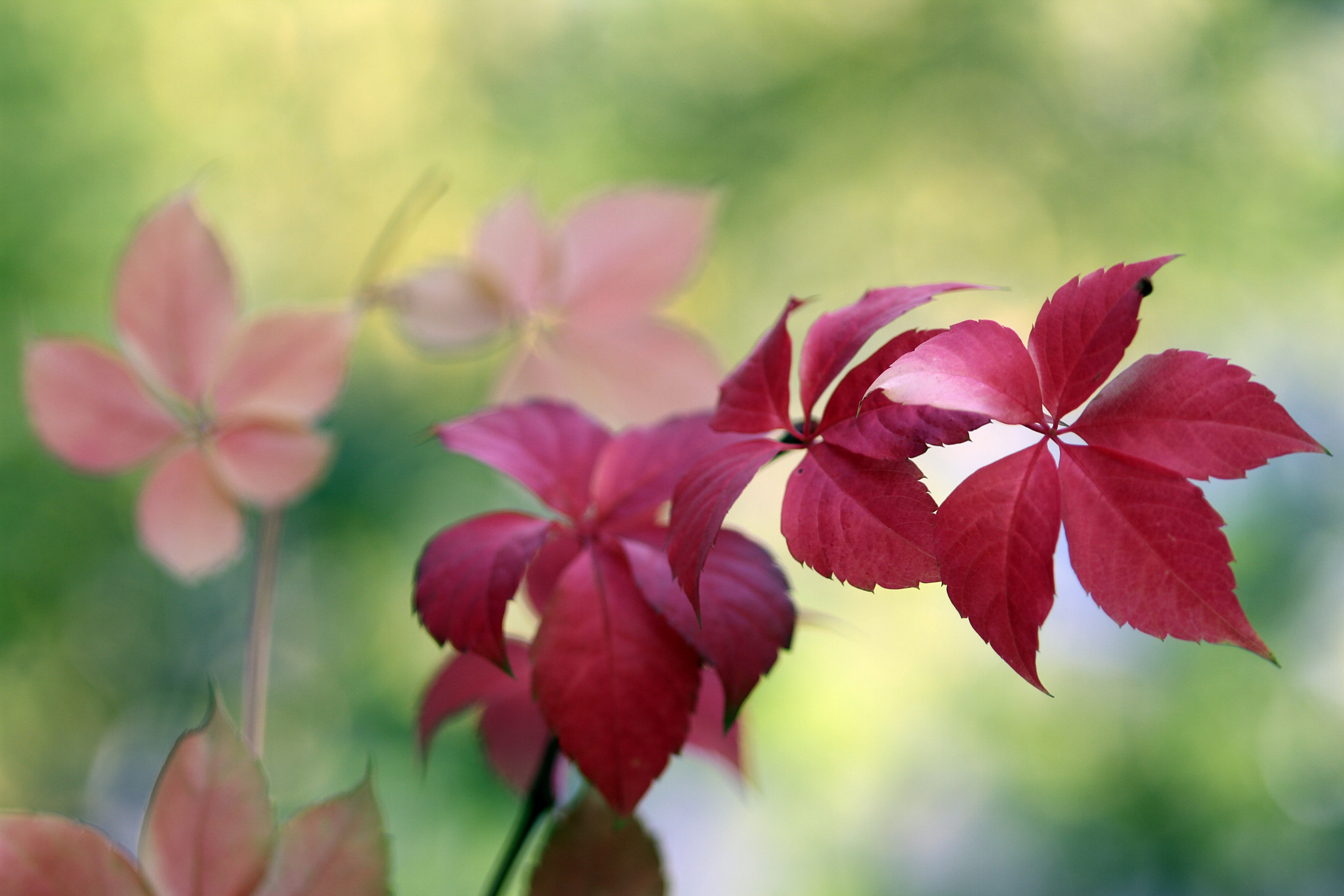 Tamron SP AF 70-200mm F2.8 Di LD (IF) MACRO sample photo. I m ready for pastel nature photography