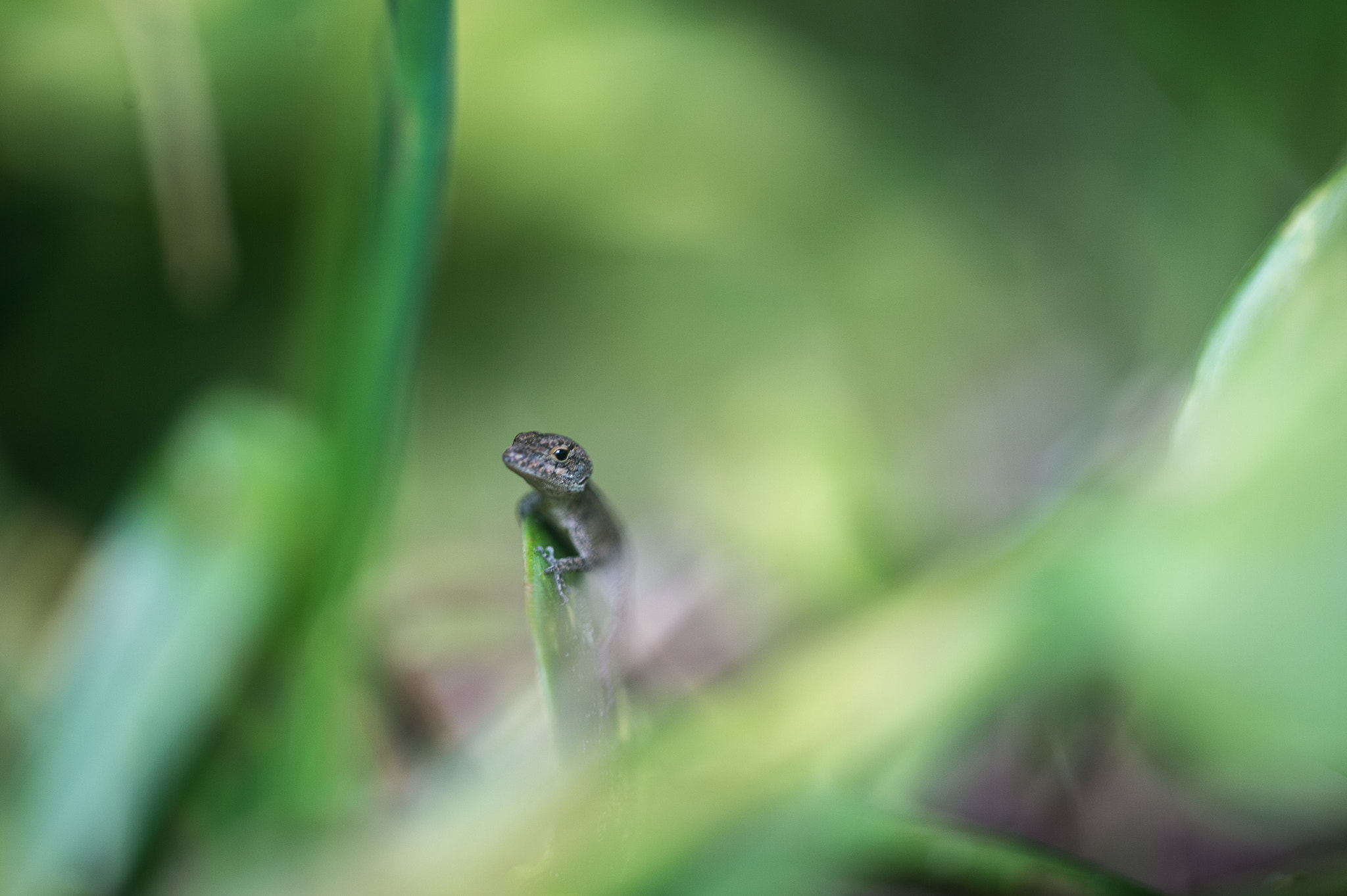 Nikon Df sample photo. Lil lizard photography