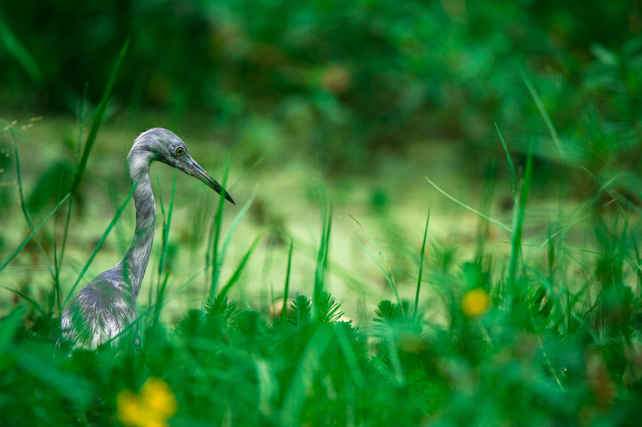 Nikon Df sample photo. In the jungle photography