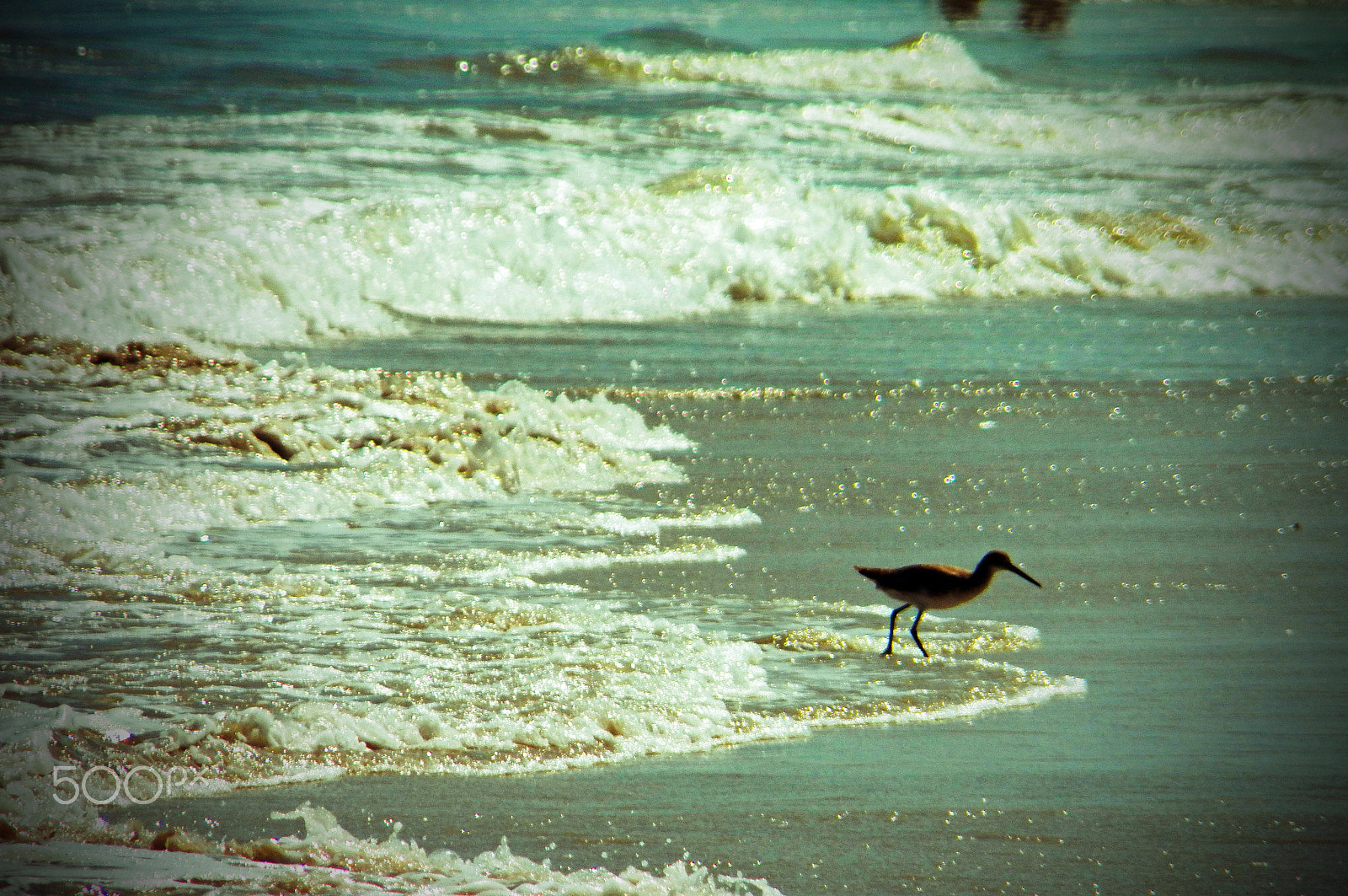 Kodak EasyShare Z990 (EasyShare Max) sample photo. Piper of daytona photography