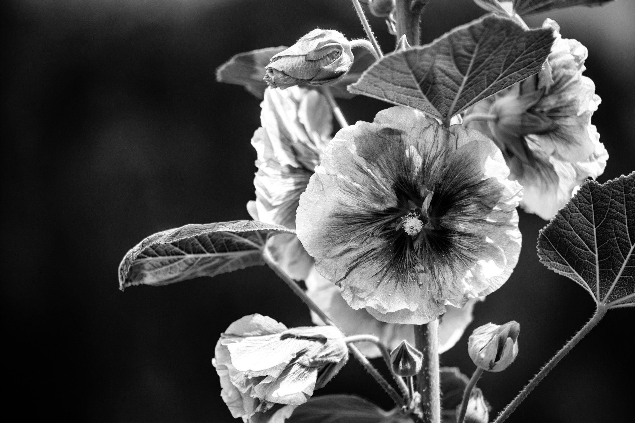 Nikon D7100 + Sigma 50-150mm F2.8 EX APO DC HSM sample photo. Flower in b&w photography